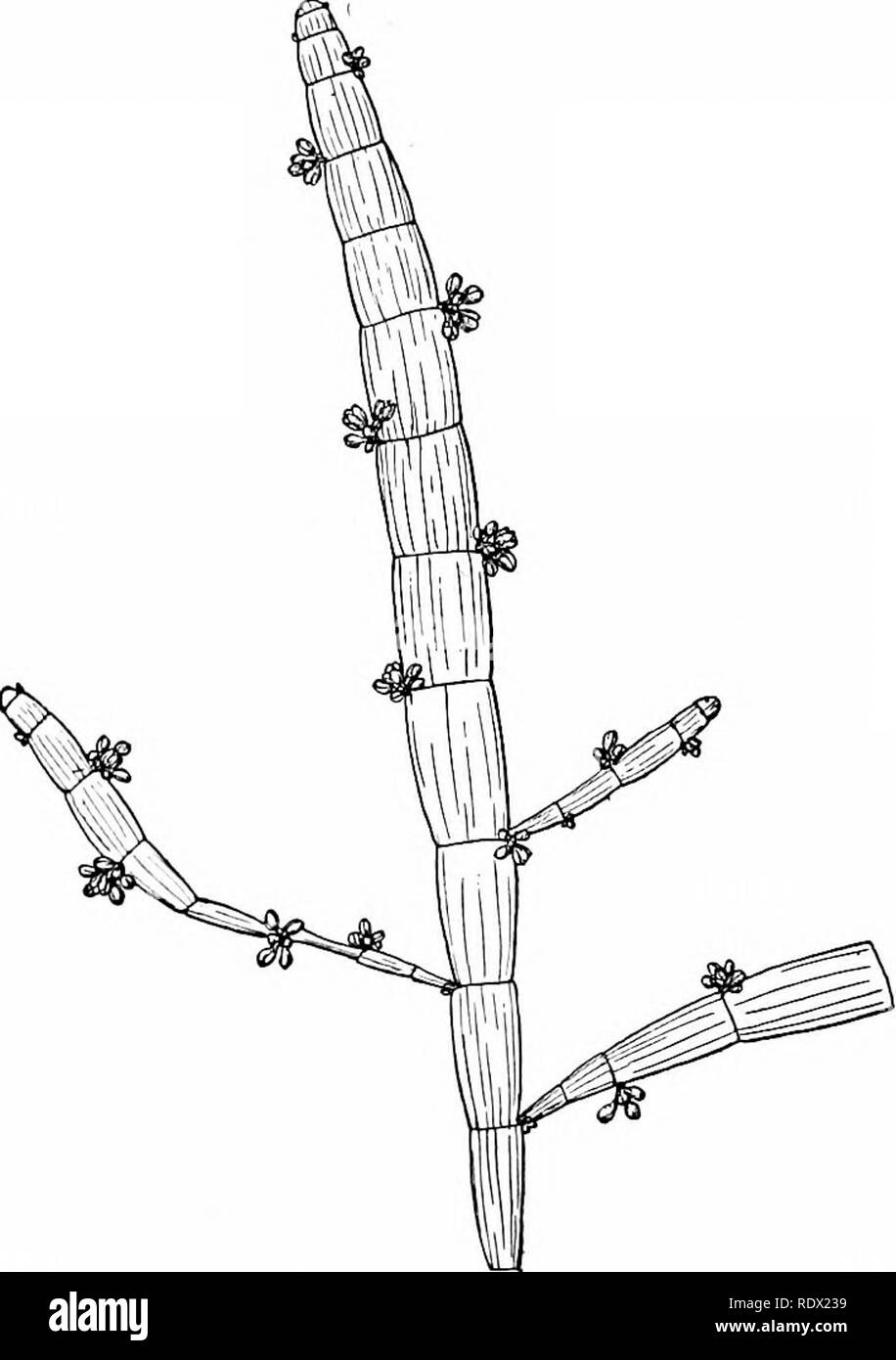 . Umrisse der Botanik für die High School Labor- und Klassenzimmer (auf Grey's Unterricht in der Botanik) auf Antrag der botanischen Abteilung der Harvard Universität vorbereitet. Botanik; Botanik. rUE STAMMZELLEN 61 97. Einen schuppigen Glühbirne (wie die Lilie, Abb. 51), ist eine, in der die soale. s Dick sind aber relativ schmal. 98. Eine tunicated oder beschichteten Lampe ist eine, in der die Waage, enwrap eacli furniing konzentrischen Schichten oder Schichten, wie in Hyazinthe und Zwiebeln. 99. Vorbauten wie Laub. - Alle grünen Teile der Anlage, tlie whetlier vom Blatt oder an den Stamm,. tlie demselben Zweck dienen als die Blätter Stockfoto