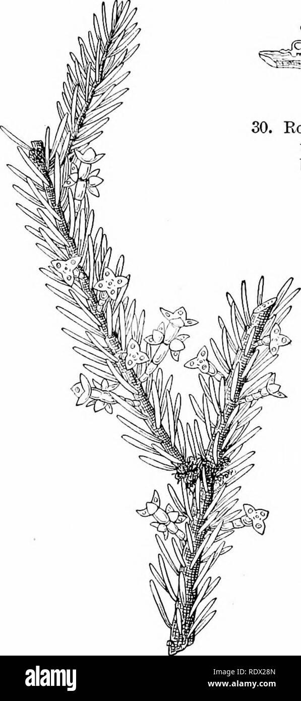 . Umrisse der Botanik für die High School Labor- und Klassenzimmer (auf Grey's Unterricht in der Botanik) auf Antrag der botanischen Abteilung der Harvard Universität vorbereitet. Botanik; Botanik. Die Stunde 41 grüne colorinf; Materie, ist Ehrfurcht wie alle grünen Pflanzen für sich selbst proviile, und das ist der Fall auf der Arbeit für die Bildung der pflanzliche Nahrung in einem (ndte normal tragen. Bitte beachten Sie, dass diese Bilder sind von der gescannten Seite Bilder, die digital für die Lesbarkeit verbessert haben mögen - Färbung und Aussehen dieser Abbildungen können nicht perfekt dem Original ähneln. extrahiert. Leavitt, Robert Greenleaf, 1865 - Stockfoto