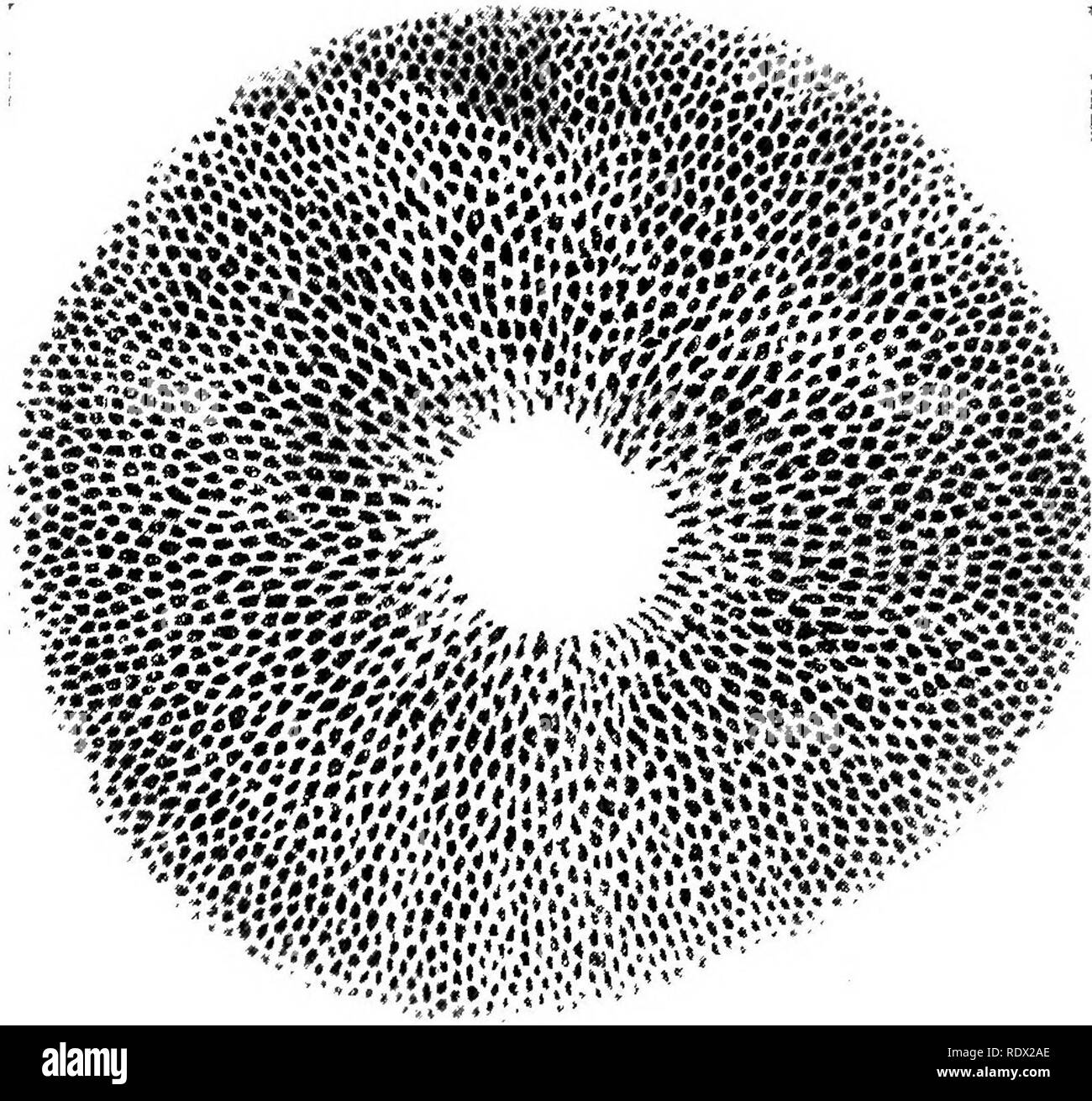 . Eye Spy: Umgebung mit der Natur inmitten von Blumen und animieren Dinge. Natural History; Insekten; Natural History. MUSHROOM SPORE - druckt 143. Drucken dieser Art ist natürlich sehr empfindlich und müssen mit Sorgfalt behandelt werden. Aber eine vergleichsweise - leichte Hinterlegung der Sporen, offensichtlich ohne Dicke, wird uns die vollkommenste drucken, während zur gleichen Zeit die Farbe. Eine solche. drucken kann auch durch unsere gegenwärtige Methode so festgesetzt, erhebliche grobe Handhabung standhalten, alles, was benötigt wird, um das Drucken auf einem nassen Handtuch zu legen, bis die Feuchtigkeit durch das Papier und Reak eingedrungen ist Stockfoto