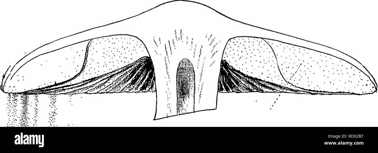 . Eye Spy: Umgebung mit der Natur inmitten von Blumen und animieren Dinge. Natural History; Insekten; Natural History. Spore Oberfläche einer Polyporus Hier ist ein ganz normaler aussehende Muster neben dem Stein Schritte an unserer Hintertür vielleicht wächst. Seine Spitze ist Grau; seine Kiemen unter fawn sind - Farbe. Wir schütteln Es als unhöflich, als wir, und doch werden wir keine Antwort wie die Puff-Ball wird uns geben. Aber lassen Sie uns es auf ein Stück weißes Papier legen Kiemen nach unten, auf dem Kaminsims, und es mit Zuhaltung oder Finger - Schüssel abdecken, damit ab-solut die Zulassung von Luft auszuschließen. Bei Ablauf der fi Stockfoto