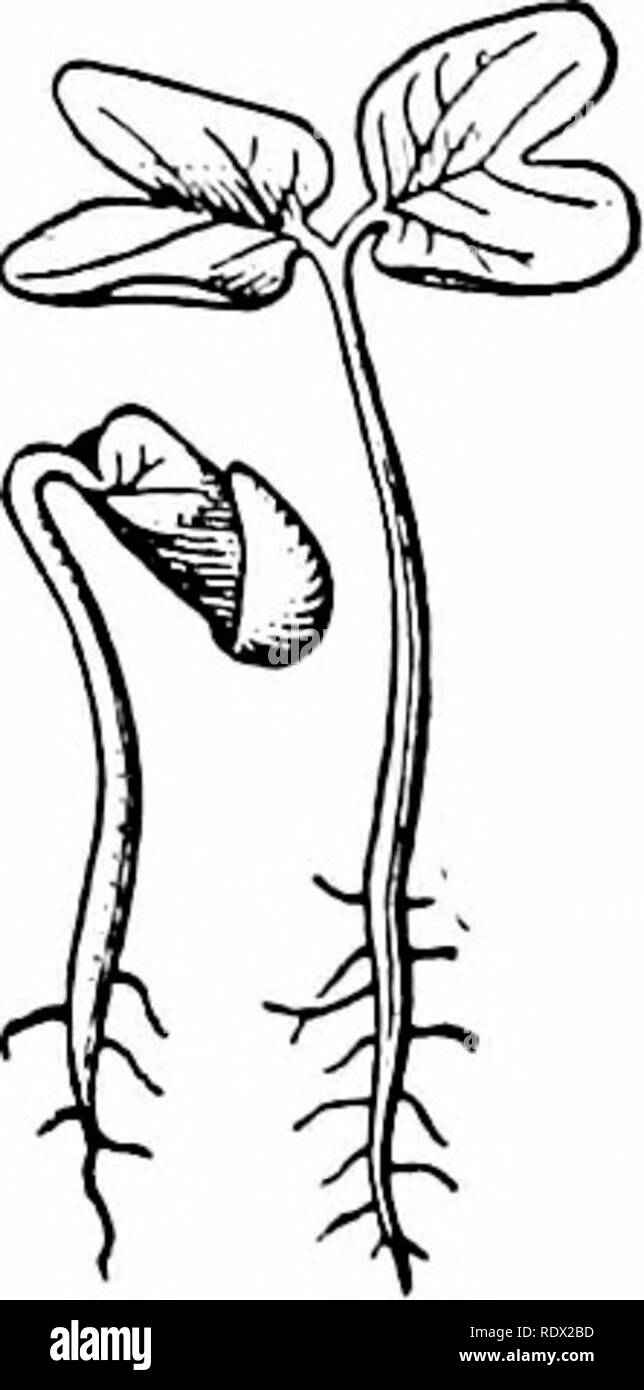 . Umrisse der Botanik für die High School Labor- und Klassenzimmer (auf Grey's Unterricht in der Botanik) auf Antrag der botanischen Abteilung der Harvard Universität vorbereitet. Botanik; Botanik. 00 samen. dyi &gt; SEEDLiyGS. 11. Die germinationof Morn - ing Herrlichkeit. Auf der linken Seite, die Saat wie es scheint Avlien hreal^ing von tlie Boden: an der Rechten, die gleiche seedliD, Lr ein wenig später, die Samenkorn-mäntel geworfen, otT, die Stammzellen gerichtet, und die keimblätter geöffnet. Vielfalt von Methoden. Wenn die culj - tlesigned hnhjiis sind im Sonnenlicht wie grün Ich'oUage für eine Zeit zu handeln, tliey sind im Allgemeinen, o Stockfoto