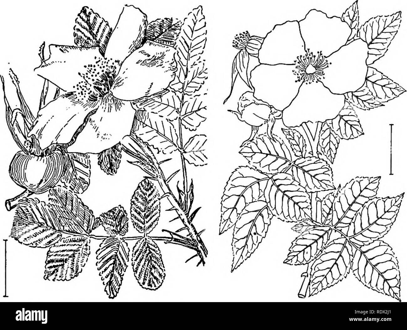 . Ziersträucher der Vereinigten Staaten (Hardy, kultiviert). Sträucher. ROSA 167. Abb. 249.-- Japanische Rough-leaved Rose. Abb. 250. - Dog Rose. Schöne und die Beliebteste der Single - blühende Arten, gefolgt von einem Schlüssel für ein paar einzelne Blüten formen großflächig angebaut. Japanische Eough-leaved Rose (249)-Rosa Teppich 6 sa - ist ein schöner aufrechter Strauch (6 Fuß) mit stout Stängel dicht mit Stacheln und Borsten bedeckt. Die Blätter sind 5 bis 9 grobe dicke glänzende dunkelgrüne Blätter mit den unteren Seiten leichter und mehr oder weniger behaart. Die Blüten sind Usu-Ally single, lila oder whit Stockfoto