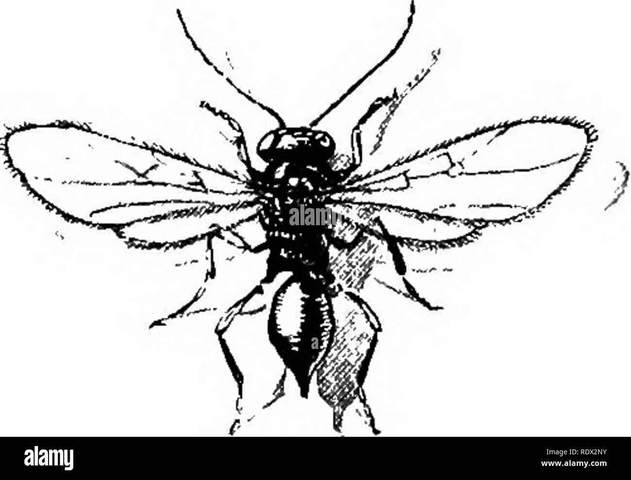 . Eye Spy: Umgebung mit der Natur inmitten von Blumen und animieren Dinge. Natural History; Insekten; Natural History. Zwei MÄRCHEN SCHWÄMME 35 kleine Fee, deren Werke in der Wiese, Holz im Überfluss, und Copse, und jeder von uns kann entdecken, wenn wir einmal gebracht werden kann, zu erkennen, dass unsere imp sichtbar ist. Dann dürfen wir nicht vergessen, dass die Ideale der wahren "Märchen" - ein Ausbund an Schönheit und Güte, mit goldenem Haar und blendenden Krone von brillanten, mit Ihrem luftigen Kostüm von gossamer sein - gemmed und spangled, Ihren zierlichen, funkelnde Füße und wunderbar bemalte Schmetterlingsflügel. Und wir alle erinnern uns daran, dass Wunder Stockfoto