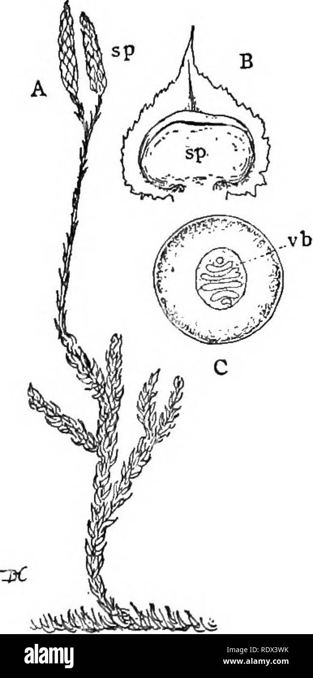 . Vorträge über die Entwicklung der Pflanzen. Botanik; Pflanzen. PTERIDOPHYTA 143 Besonderheit wurde vor Kurzem in einem der lebenden Arten von Equisetuni erkannt. Im Zusammenhang mit einigen der fossilen Formen Es gibt gefunden Kegel, der offensichtlich mit Ihnen gehören, und ähneln denen der bestehenden Equisetum. In einigen Fällen sind sie so perfekt konserviert worden sind, dass die innere Struktur Akku werden gesondert heraus gebildet, und es Evi- dent, dass die Gewebe und Spo-rangia dieser Anlagen eng ähnelten denen von Equisetum, obwohl die meisten von ihnen ein gewisses Maß an Spezialisierung nicht in irgendwelchen Ihrer gefunden Ausstellung Stockfoto