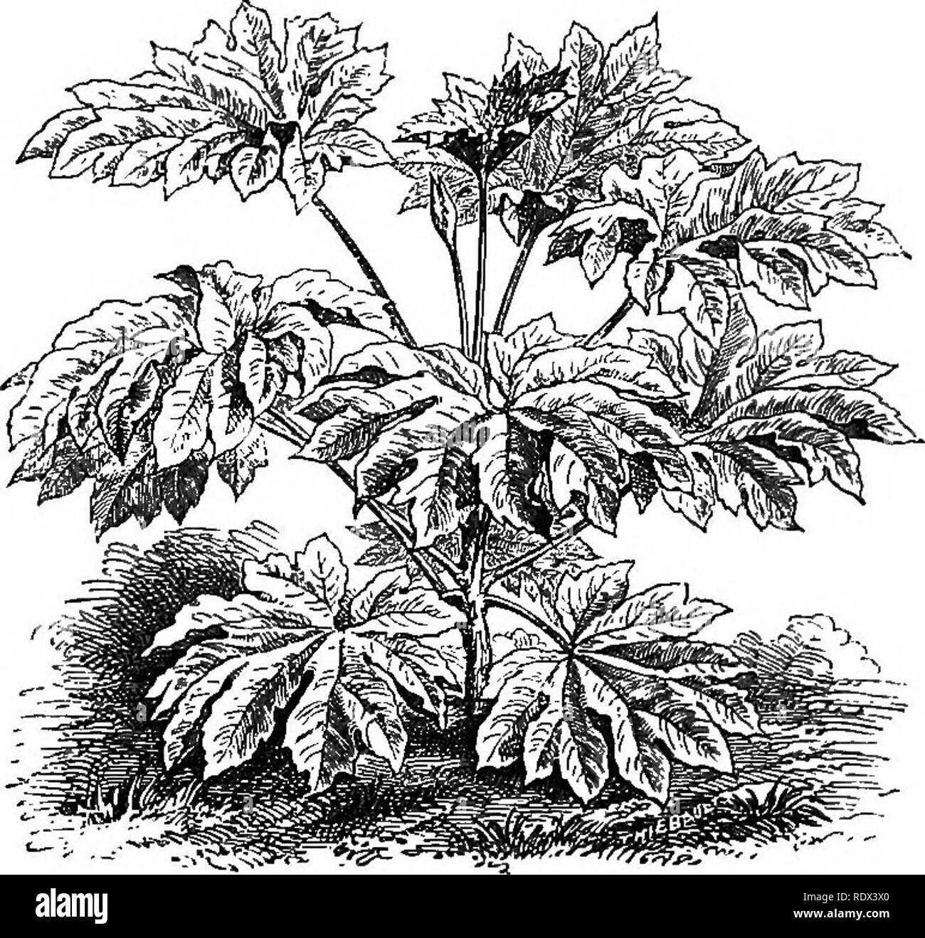 . Nachlese aus dem Französischen Gärten: Bestehend aus einem Konto von Funktionen der französischen Gartenbau als am meisten Verdienen der Annahme im britischen Gärten sind. Gartenarbeit; Garten. Subtropischen Garten. w Es ist Vorzeigbar während des Sommers. Deshalb bevorzuge Zwerg, stämmigen Pflanzen beim Pflanzen es im Frühsommer. Es sollte satten, tiefen Boden und viel Wasser während der heißen Sommermonate haben. Das open air in unserem Land passt es besser als den Herd, und vor allem kein Zweifel, da es sehr auf die mehlige Bug beim gehalten in Innenräumen - in der freien Luft dieser Pest vom Regen gewaschen ist haftbar ist. Für die öffentlichkeit Garde Stockfoto