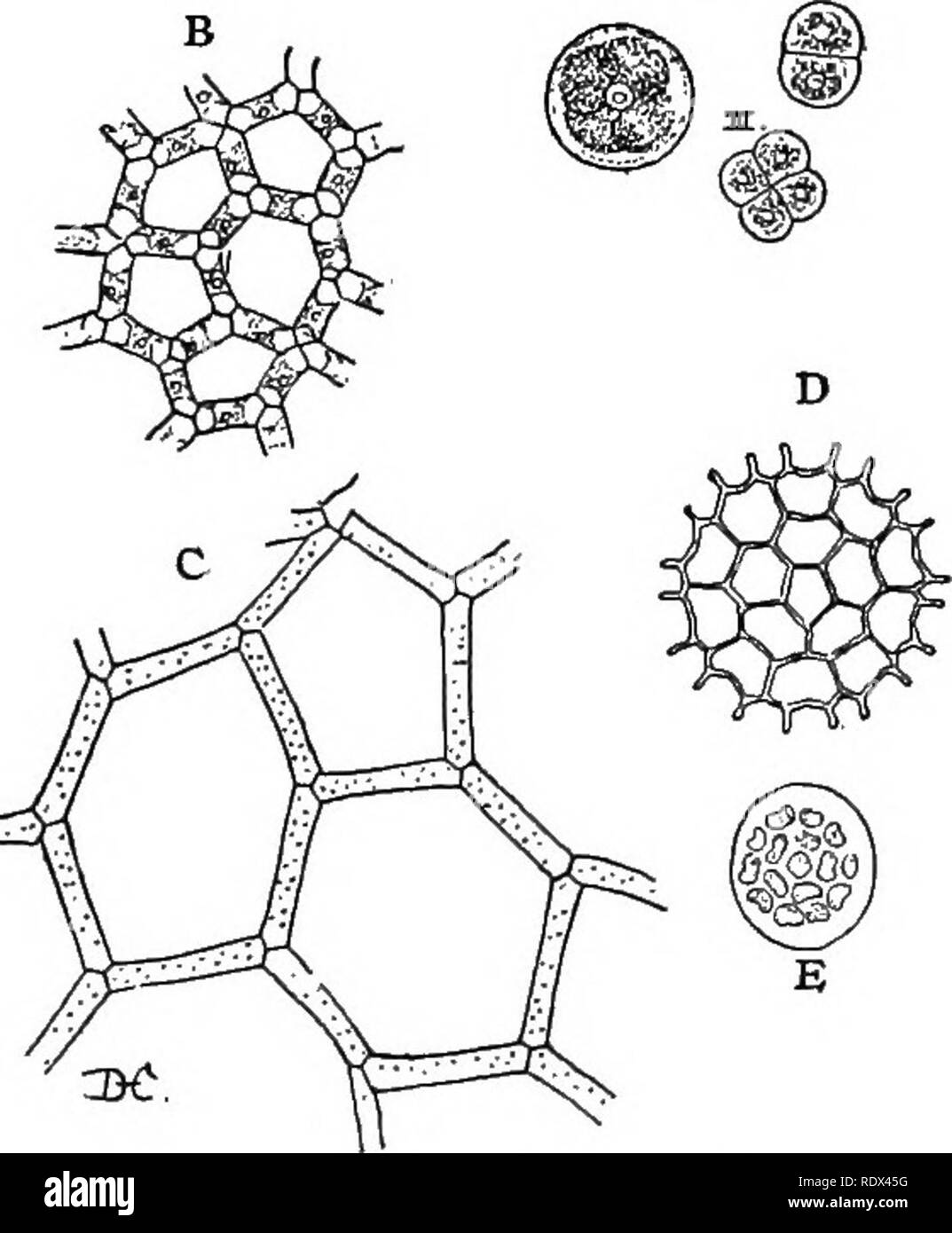. Vorträge über die Entwicklung der Pflanzen. Botanik; Pflanzen. Die einfachsten Formen des Lebens 43, nur Etappen in der Entwicklung der höheren Algen, die allerdings unabhängig voneinander für eine lange Zeit wachsen können, die Anlass zu vielen Generationen von unicel - lular Einzelpersonen, bevor die endgültige Form erreicht ist. Viele der Protococcace 8 e, jedoch, wie die neugierigen Wasser-Net (Hydrodicty) (Abb. 7, B, C) sind zweifellos Dis- tinct. Die niedrigste Mitglieder der Gruppe, wie Pleu - rococcus (Abb. 7, A), erinnern in ihrer Struktur sehr stark die Ruhephase - Phasen der vielen Volvo - CINESE, und es ist interessant - ing t Stockfoto