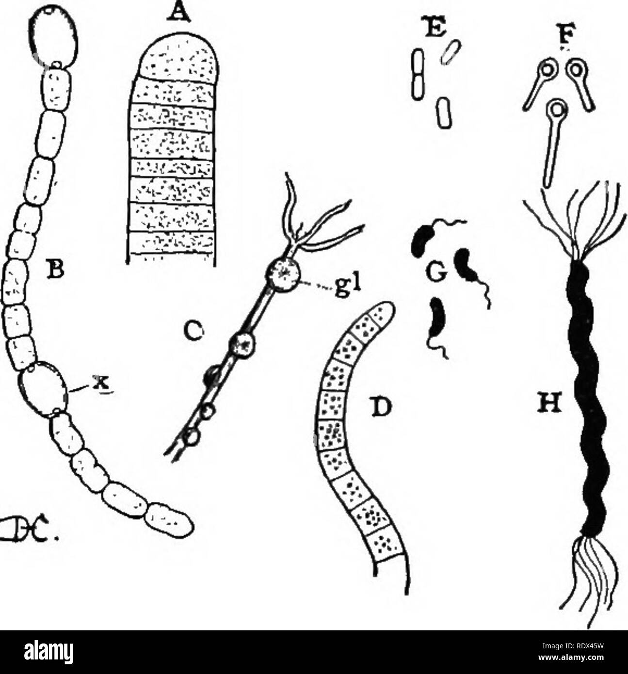 Vorträge über die Entwicklung der Pflanzen. Botanik; Pflanzen. Die  einfachsten Formen des Lebens 35 Die meisten Bakterien erscheinen, unter  dem Mikroskop, wie ex-trem Kleine, oft scheinbar homogenen Körpern in  verschiedenen Formen -