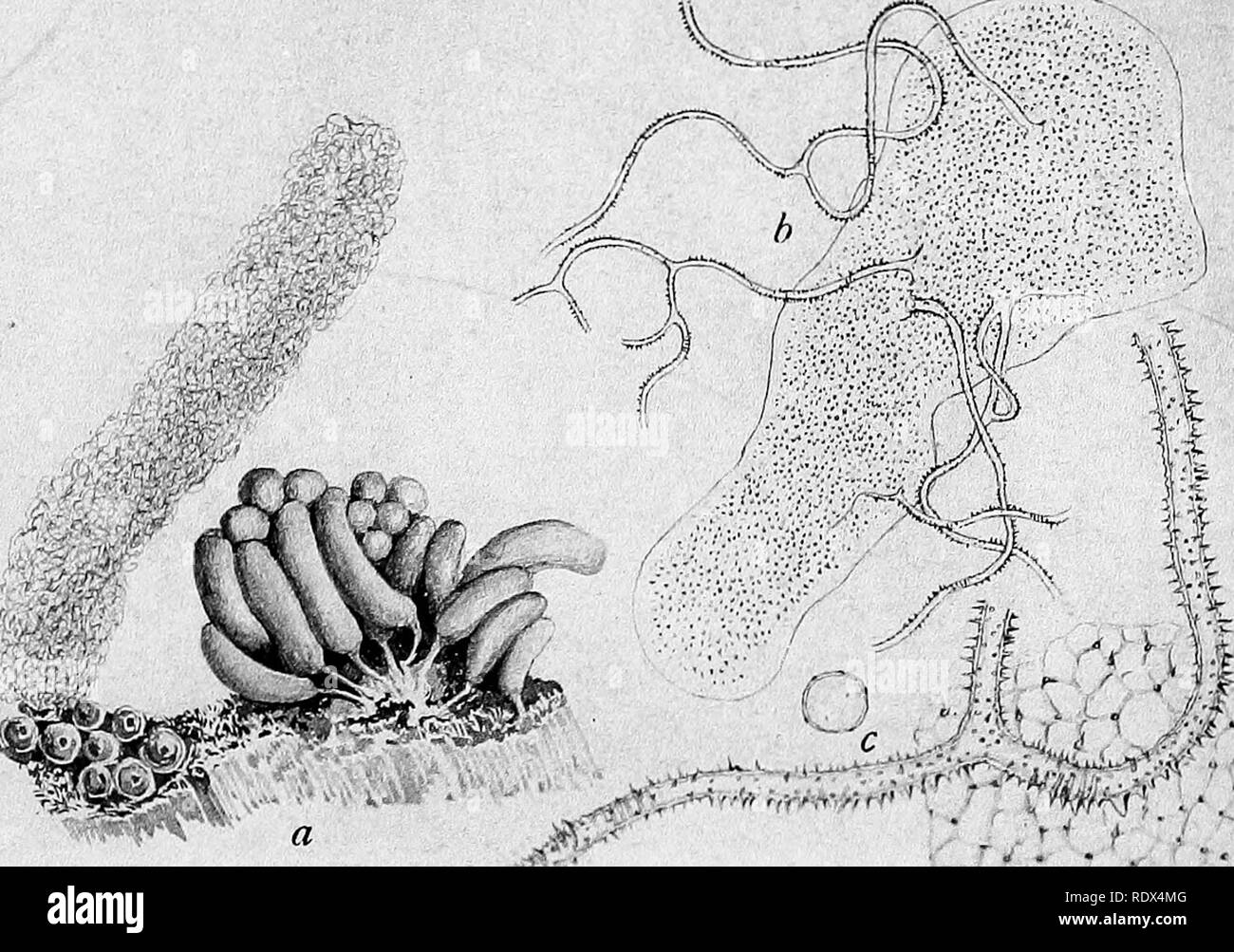 . Eine Monographie des Mycetozoa, einem beschreibenden Katalog der