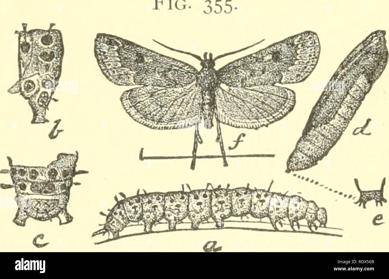 . Ökonomische Entomologie für den Landwirt und der Obstbauer, und für die Verwendung als Text-Buch in der landwirtschaftlichen Schulen und Hochschulen;. Insekten und Schädlinge. Das Insekt der Welt. 3" messen. Gelegentlich recht große Nester gebaut, und die bieten-Säulen sind mehr oder weniger gesellig, oder gemeinsam in Kolonien leben. Eine der schädigenden Art ist Margaronia nitidalis, ziemlich ziemlich braun-gelbe Insekt namens " Essiggurke - Motte, "weil die Raupe hat die Gewohnheit der Fütterung auf die Gurke, langweilig und zerstören, wenn etwa die Hälfte gewachsen. Es ist häufiger in den westlichen Staaten, und keine Sat Stockfoto