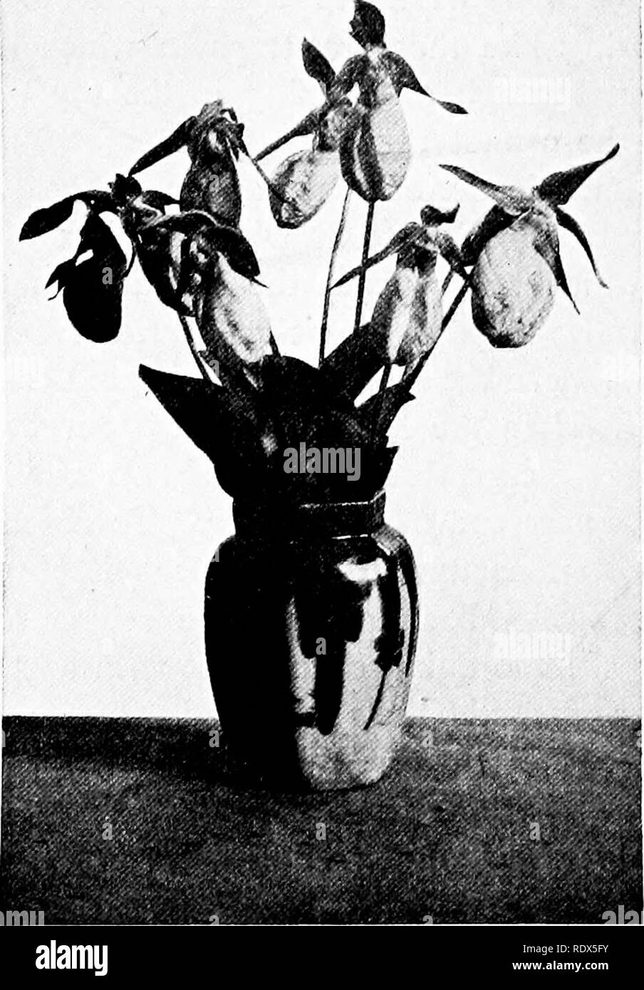 . Wilde Blume Familien; die Lieblingsplätze, Zeichen, und die familiären Beziehungen der Krautigen wilde Blumen, mit Vorschlägen für ihre Identifizierung. Botanik. 174 wilde Blume Familien manchmal eine Königin Hummel erhält in die Falle. Und für sie ist es eine deatli veiy hkely zu-Trap. Die Bohrungen unter der Antheren sind zu. PINK LADYS - SLIPFERS IN EINEM JAPANISCHEN FLOVKR-JAR klein für Ihr passieren, S (Ich, ist sie wahrscheinlich - ein Gefangener gehalten werden, bis sie stirbt. Einige Male habe ich bekannte Blumen mit solchen unglücklichen Opfer im Inneren zu finden. Man wird manchmal. Bitte beachten Sie, dass diese Bilder sind ex Stockfoto