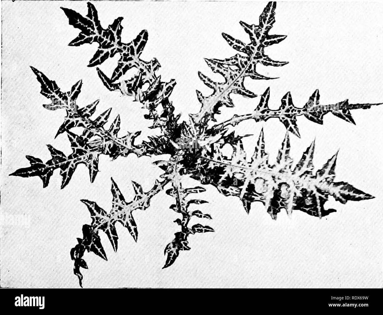 . Die Flora des Algerien. Botanik. Ampelodesmos Tenax Graminaceae Di. Ich Diss Gras ein hohes, anmutig, Korn-Lager Gras whicli wild wächst. Galactites Tomentosa NEIN - Compositee Chardon gestreift Thistle Avery gemeinsame Unkraut in Fliesen Felder. Blumen im späten Frühjahr tiie fiowering slalk, werden zwei oder drei Füße liigh und die gestrichelte weiße Blüten mit violetter (90). Bitte beachten Sie, dass diese Bilder sind von der gescannten Seite Bilder, die digital für die Lesbarkeit verbessert haben mögen - Färbung und Aussehen dieser Abbildungen können nicht perfekt dem Original ähneln. extrahiert. Gubb, Alfred S. ( Stockfoto