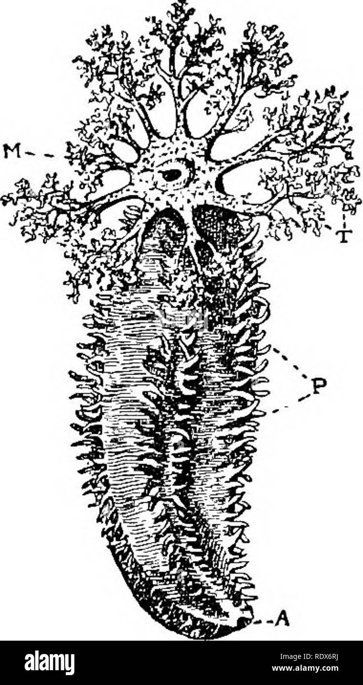 . Natural History. Zoologie. 66 o ECI-IINODERMA-KLASSE ECHINOIDEA. vorderen Rand, während die Anus nach unten auf die behindern Marge bewegt, und schließlich kommt an der Unterseite der Test zu liegen. Diese Herz - Seeigel, als sie durch den Sand und Schlamm bewegen, es Schaufel bis in den Mund, und führen Sie es durch den Darm, das Extrahieren von ihm auf seinem Weg so behandeln wie die Minute, die organismen in der es sich leisten kann. Seeigel dieser Art haben kurze feine Stacheln, wie auf der linken Seite von Abb. 1 gezeigt. 8. Sie bewegen sich fast völlig durch das dehnen ihre langen Rohr-Füße. Es ist vielleicht das Haar - wie Stacheln, die Stockfoto