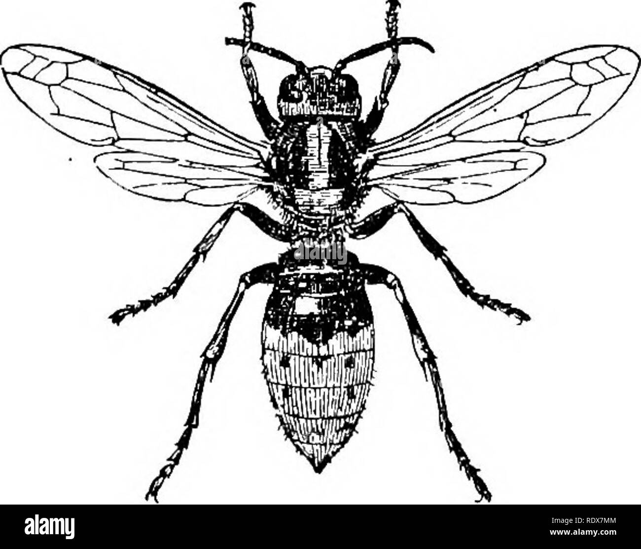 . Natural History. Zoologie. Abb. 62. âSand Wasp {Pelopceus spirifex), Nat. Größe. - Die Maßnahme nach oben von drei Zoll über die Flügel. Einige Arten von Mygnimia (Smith) sind auffällig durch ihre wunderschönen grün oder lila schillernden Flügeln. Die letzte Familie Wir bemerken kann, ist der Sphegidm, die für die lange petiolated Abdomen sind bemerkenswert, und für die brilliant Metallic Grün von einigen der indischen und afrikanischen Arten von Chlmion (Latr.), usw. In der^e jedoch, die Flügel sind in der Regel transparent, oder höchstens mit braunen begrenzt. Pdopceus spirifex (Linn.) ist eine schwarze und gelbe spe Stockfoto