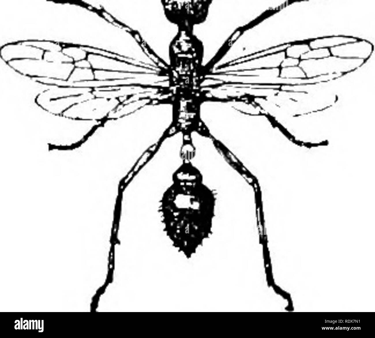 . Natural History. Zoologie. Ameisen UND SAND WESPEN. 579 und die sufBciently Glück haben zu einem Nest der eigenen Art zurückkehren, werden die zukünftigen Mütter der Gemeinschaft und alle ihre Energien ei widmen - Festlegung. Die Flügel der Ameisen sind ziemlich lang und groß, und die zwei wichtigsten nervures generell Kreuz schräg über der Mitte der Vorder- Flügel, und darüber hinaus eine große, geschlossene Zelle in einigen Gattungen gebildet wird. Ameisen sind in drei Familien eingeteilt. Die Formicidce beißen, aber nicht Sting, und haben nur ein Knoten auf der Blattstiel des Abdomen. In der Poneridce, wird der Knoten Stockfoto