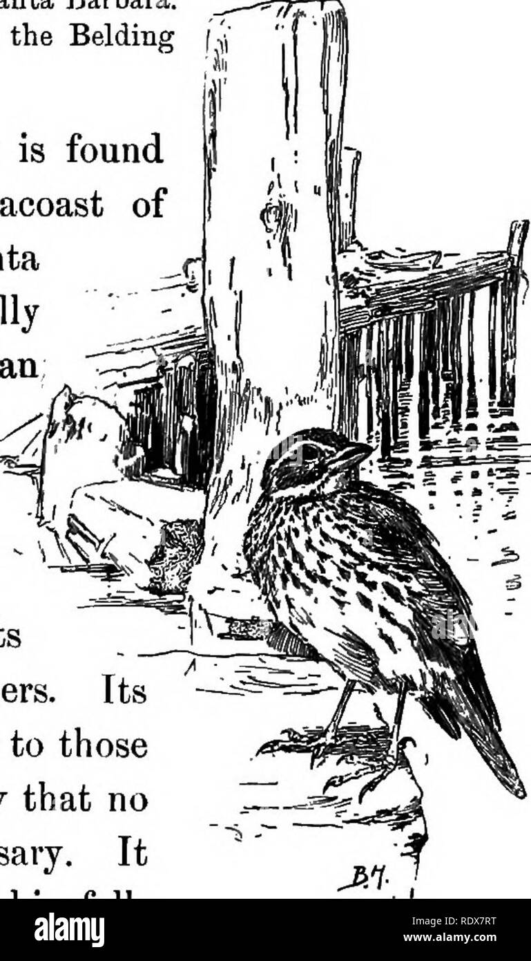 . Vögel von Kalifornien: eine Einführung in die mehr als dreihundert gemeinsamen Vögel des Staates und den angrenzenden Inseln, mit einer ergänzenden Liste der seltenen Migranten, zufällige Besucher und hypothetischen Unterarten. Vögel. Mit braunen überwiegen 219 O^ igrapMcal Diilribution: Küste von Süd- und unteren soirtfa Califomia; im Winter bis Cape St. Lucas und Mexiko. Califor% ia Zucht Banye: Entlang der Salzwiesen der Küste von der San Diegan Bezirk Nord nach Santa Barbara. Nest und Eier: ähnlich zu denen der Belding marsh Spatz. Die Große-billed Sparrow im Winter entlang der seac gefunden wird Stockfoto