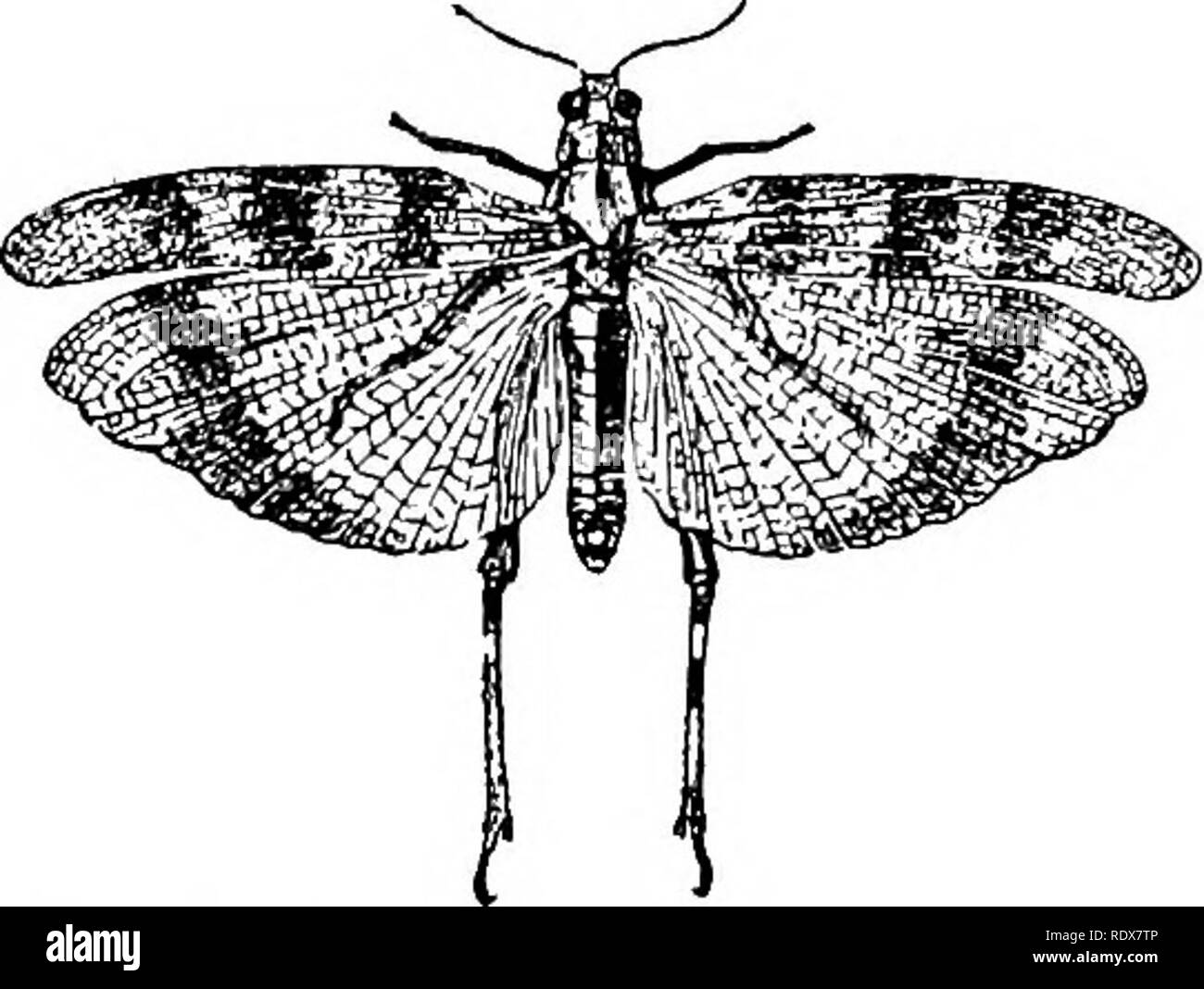. Natural History. Zoologie. 568 INSECTA - BESTELLUNGEN ORTHOPTERA UND NEUROPTERA. Die vielen Orthopterous Insekten besitzen in dieser seltsamen Situation sind sehr auffällig, Öffnung entweder in einem großen ovalen Depression, oder in eine bloße Schlitz. Die letzte Familie der Orthoptera, der LocustidcE, die die wahre Heuschrecken und Heuschrecken umfasst, kann auf einmal durch die kurzen Antennen unterschieden werden. Der ovipositor ist unauffällig, und die Hinterbeine sind lang und schmal, die Hinterbeine tibiae wird in der Regel mit einer doppelten Buchrücken oben eingerichtet. Unsere gemeinsame Heuschrecken Sprung anstatt fliegen, aber die Heuschrecken, von denen einige Stockfoto