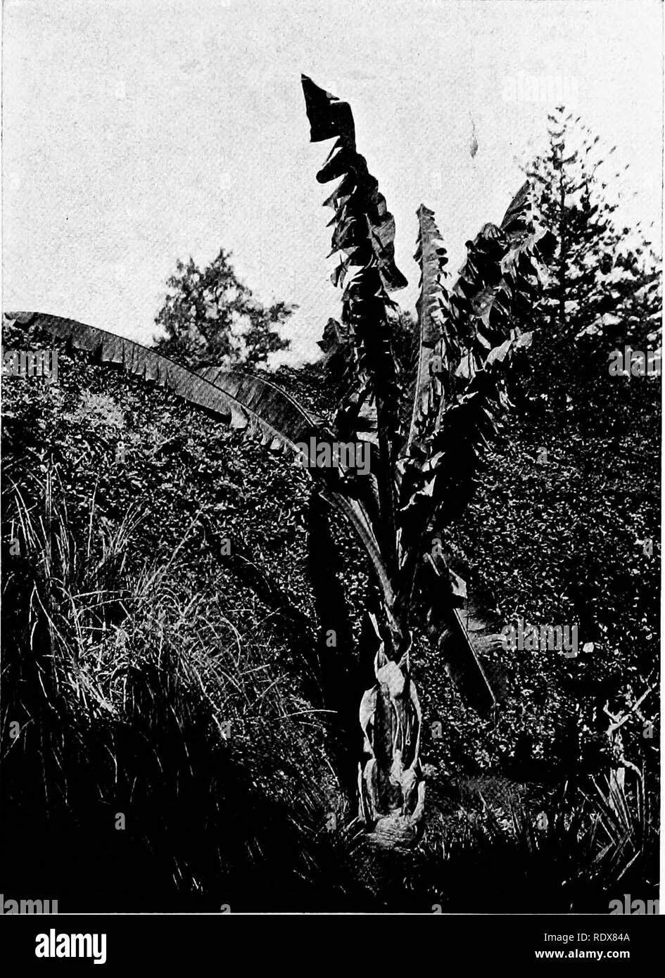 . Die Flora des Algerien. Botanik. Musa Ensete NEIN - MusaceaB Bananier d'Ethiopie Banane bei Pflanzen, die gigantische Blätter auf lange Blattstiele, die Imbricated Hüllen, von denen ein pseudostamm Viele, Füße hoch. Sie produzieren große Cluster Breiiger aber nicht genießbare Früchte. Die Fasern der Blattstiele liefert "Manilla Hanf n. Von einer Sorte die Blattstiele, wenn eingeschnitten, die Ausgabe auf eine Menge von wässrigen Saft geben, woher es ist manchmal wie ich'arbre du voyaffettr bekannt. Die gemeinsame Banane ist eine viel kleinere Anlage mit einer anderen Blüte. (5). Bitte beachten Sie, dass diese Bilder aus gescannten Seite Bilder extrahiert werden Stockfoto