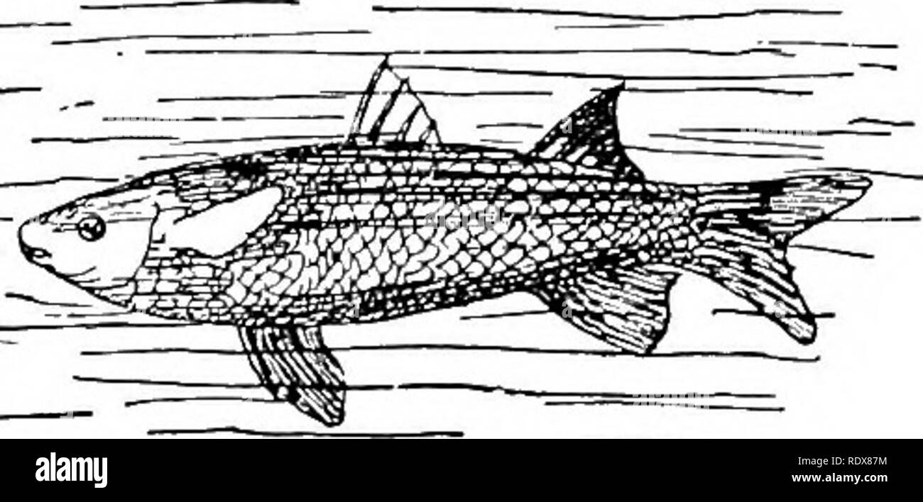 . Natural History. Zoologie. Knochenfischen und GANOIDS. 479 8 Fuß in der Länge und 40 Pfund wiegen, sind alle in der Gattung Sphyrwna enthalten. Als Familie, sie sind durch die lange und einige - was Aal - wie Form des Körpers, die kleine Zykloide Skalen, durchgehende Seitenlinie, die breite Kluft der Mund, der mit gewaltigen Zähne bewaffnet ist, und die mittelgroßen und seitlich gelegenen Augen charakterisiert. Sie sind hart und unersättlich Fische, die in tropischen und subtropischen Küsten. Obwohl häufig als Lebensmittel verwendet, ihr Fleisch ist in Zeiten apt giftigen Eigenschaften zu entwickeln. Vorbei an der Stockfoto