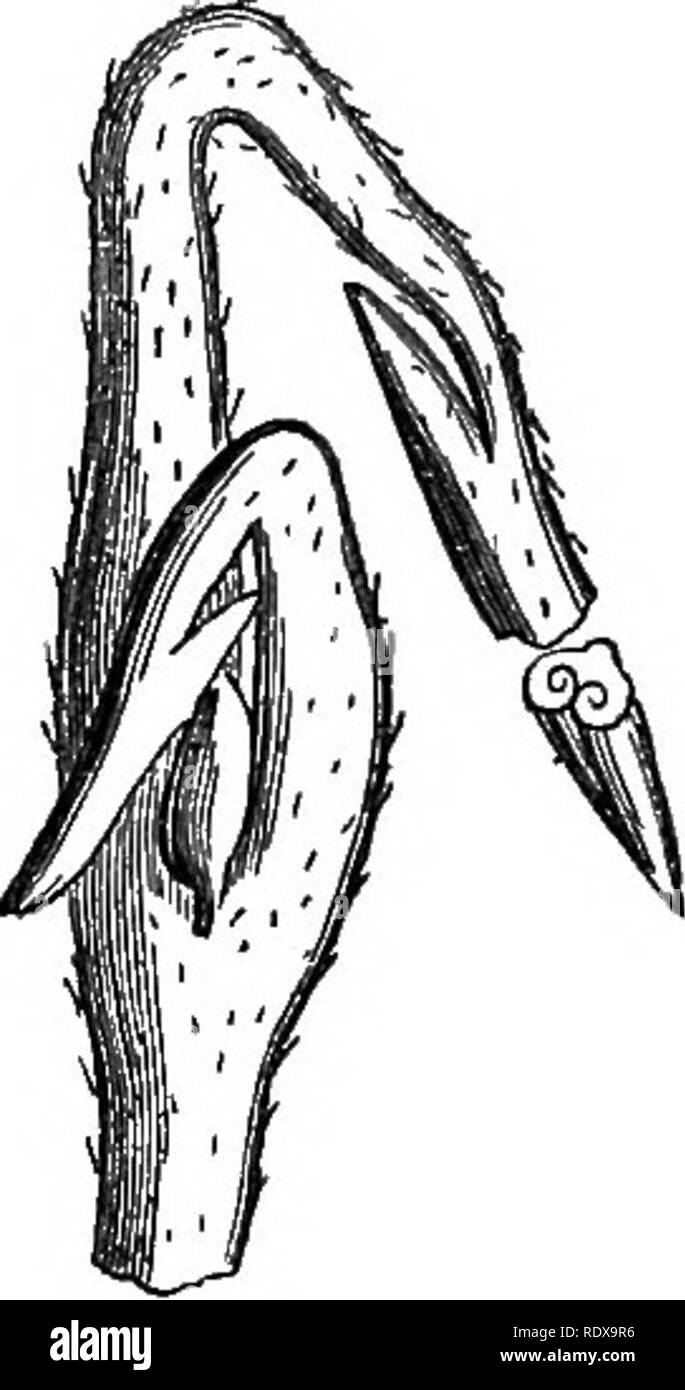 . Ein allgemeines System der Botanik, deskriptive und analytische. In zwei Teile. Teil I umreißt Der organography, Anatomie und Physiologie. Teil II. Die Beschreibungen und Abbildungen der Aufträge. Von Emm. Le Balmat [und] J. Decaisne. Mit 5500 Abbildungen von L. Steinheil und A. Riocreux. Von der ursprünglichen durch Frau Hooker übersetzt. Die Aufträge angeordnet, nachdem die Methode in der Universitäten und Schulen in Großbritannien, seine Kolonien, Amerika und Indien; mit Ergänzungen, einen Anhang auf die natürliche Methode, und eine Zusammenfassung der Bestellungen, die von J.D.Hooker. Botanik. Nelum^ ium. Vertikalen Abschnitt des Gefäßes und c Stockfoto