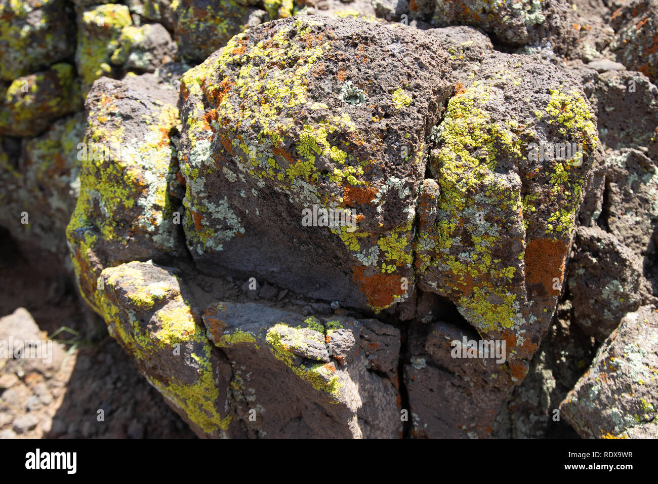 Flechten auf Stein Stockfoto