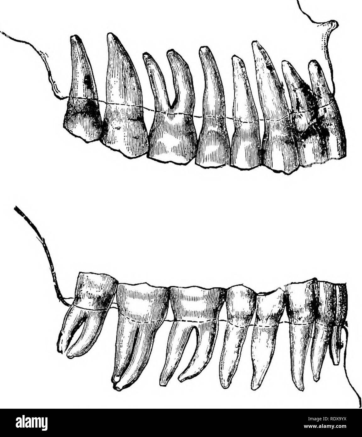 . Natural History. Zoologie. MAMMALIA. Der zweite Das sitzbein. Jedes innominate Knochen, die an der äusseren Seite enthält eine cup-förmige Hohlraum (in der Zusammensetzung der gleich geben Sie die ihum, pubis und Sitzbein) bekannt als acetabuhim; und damit artikuliert die Oberschenkel, oder Oberschenkel- knochen (10), Vertreter der humerus der Tore der Extremität. In der Mitte der behindern Oberfläche seiner Welle diesen Knochen trägt häufig ein bold projizieren Crest die dritte trochanter bezeichnet. Als Humerus artikuliert mit den beiden Knochen des fore-arm, so dass die Oberschenkel- knochen artikuliert mit den beiden Knochen des Unterschenkels, von denen Stockfoto