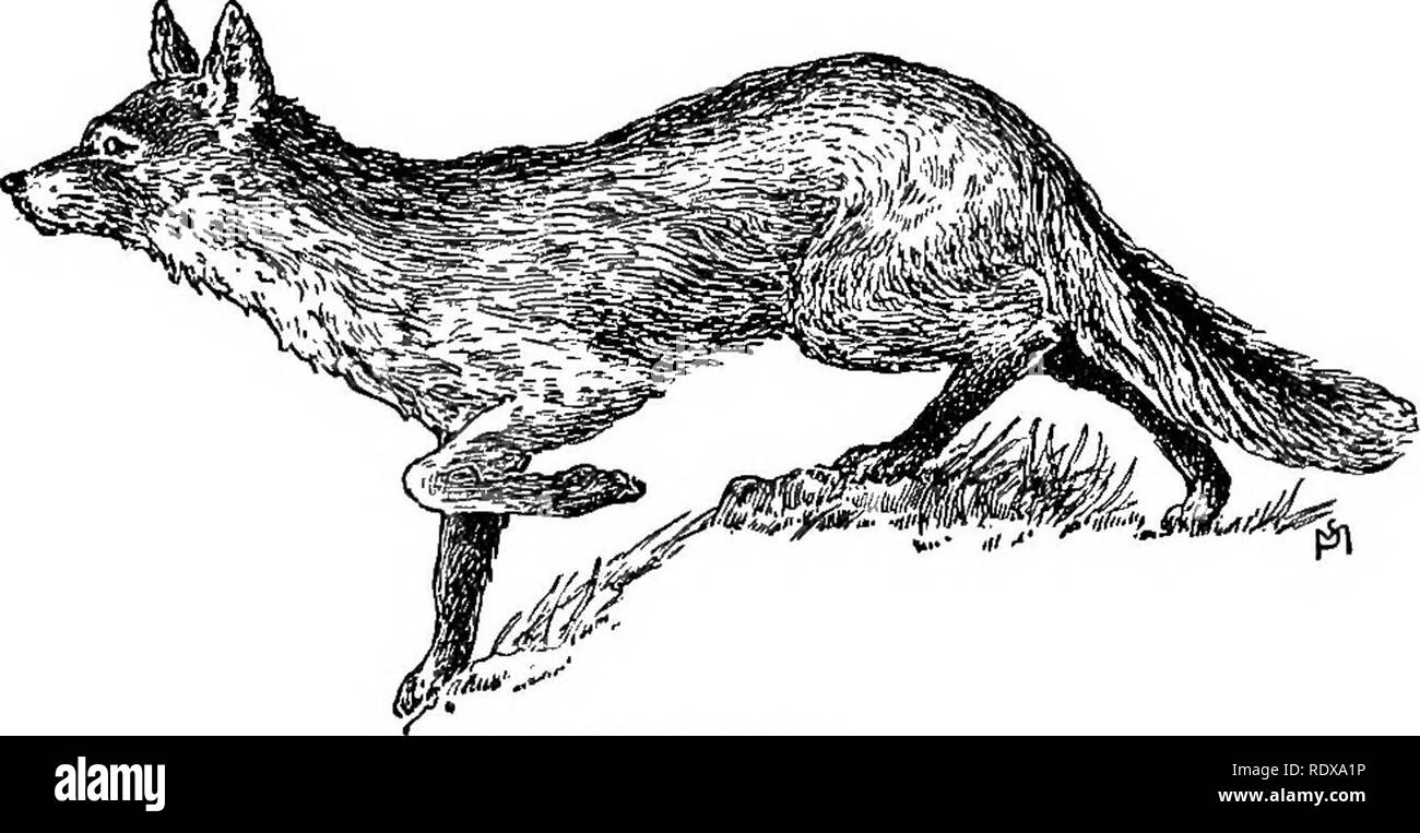 . Vertraut leben in Feld und Wald; die Tiere, Vögel, Frösche und Salamander. Zoologie. Die Bäuerin SLY NACHBAR. 223 Die größte und feinste Red fox Skins kommen aus Kanada, Labrador, Michigan, Minnesota; diese verkaufen für einen Dollar und ein Halb- oder einen Dollar und 85 Cent, je nach Qualität und Größe. Der graue Fuchs (Urocyon cinereo-ARGENTEUS) ist selten - ly Wenn überhaupt in New England heute.* Er. Der graue Fuchs. ist klein, und es wird gesagt, dass er von der größeren Red Fox gefahren wurde. Aber in der Mitte "West ist er immer noch häufig aus dem südlichen Michigan zu Western New York, und von Stockfoto