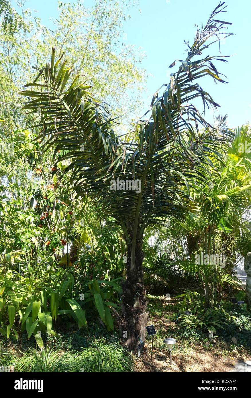 Arenga pinnata Fotos und Bildmaterial in hoher Auflösung Alamy