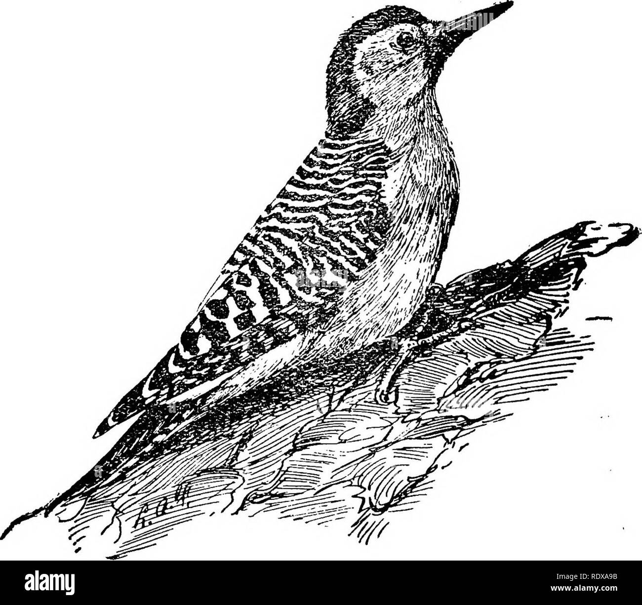 . [Gesammelt Nachdrucke, 1902-1928. Vögel und Nagetiere. Spechte lis. Abb. 9.-Red-bellied Woodpecker.. Bitte beachten Sie, dass diese Bilder sind von der gescannten Seite Bilder, die digital für die Lesbarkeit verbessert haben mögen - Färbung und Aussehen dieser Abbildungen können nicht perfekt dem Original ähneln. extrahiert. Howell, Arthur Holmes, 1872-1940. , S. n Stockfoto