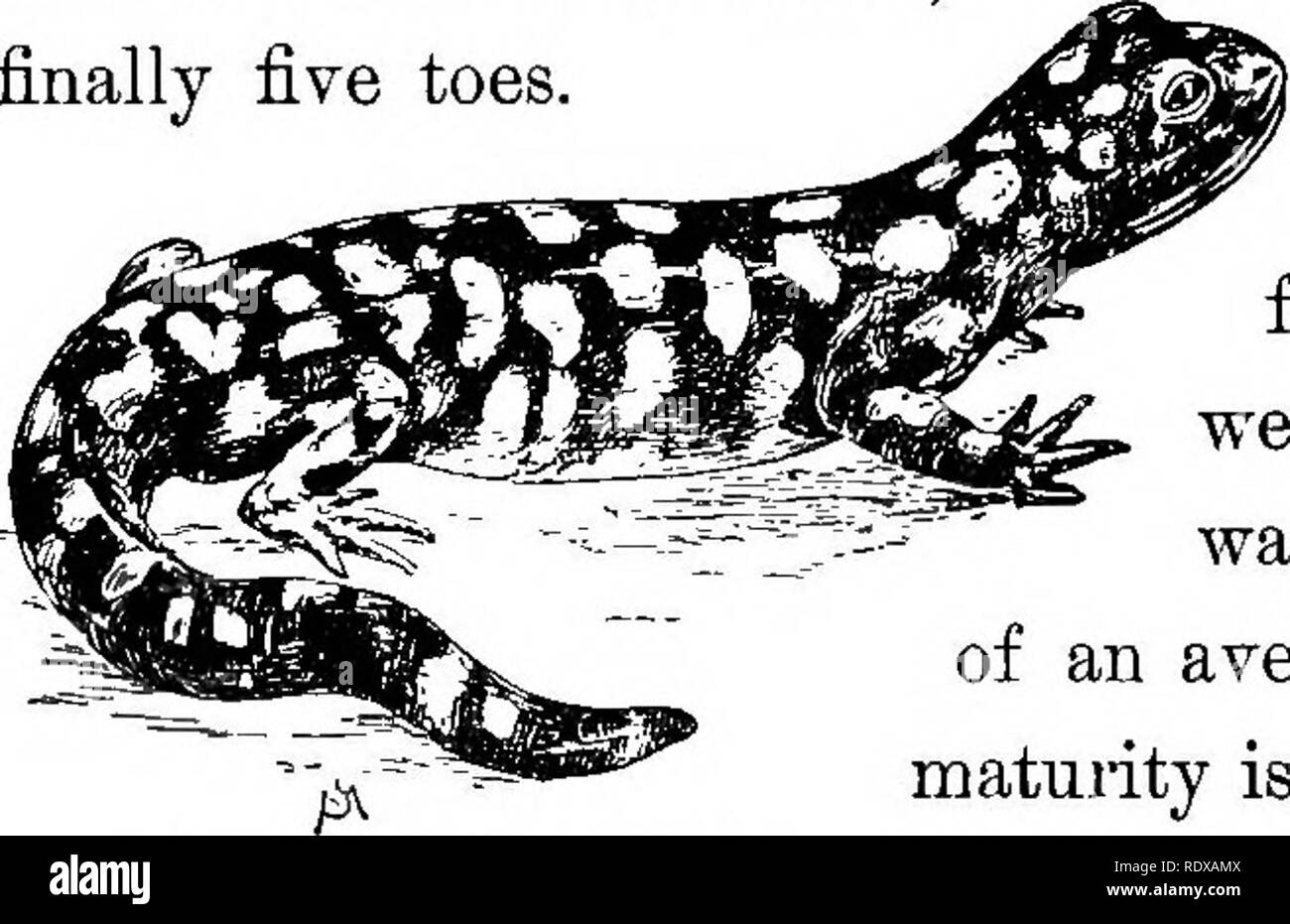 . Vertraut leben in Feld und Wald; die Tiere, Vögel, Frösche und Salamander. Zoologie. 40 VERTRAUT DAS LEBEN IN FELD UND WALD. whicli Etwas pflaumenfarbenen Farbton an die Kreatur vermitteln. Die Eier dieser Art werden von großen Massen von albuminous Materie, die in den Pools, Gräben und Bäche hinterlegt sind, umgeben. Auf eine engere exami - Nation diese Massen werden gefunden, die von einer Anzahl von hohlkugeln etwa ein Viertel eines Zoll im Durchmesser, zusammen mit einem transparenten Jelly verbunden zu bestehen. In jeder Sphäre ist der Embryo einer jungen Sala - Mander. Zu seiner Zeit die Hälfte entwickelt, fishlik Stockfoto