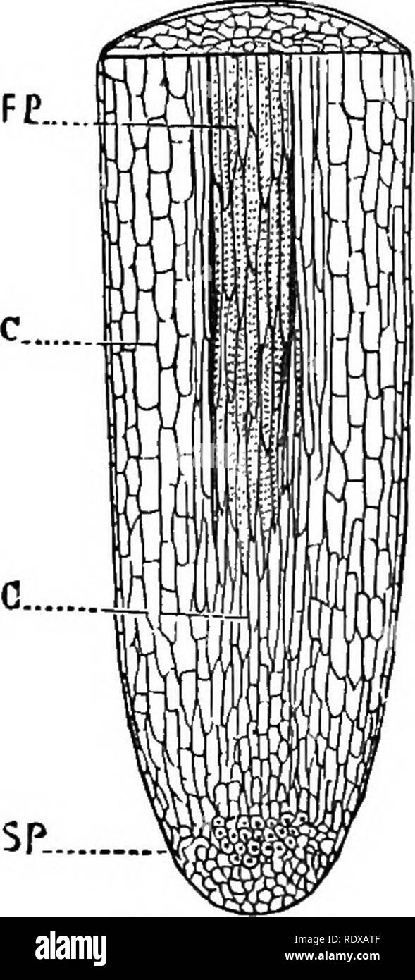 . Ein allgemeines System der Botanik, deskriptive und analytische. In zwei Teile. Teil I umreißt Der organography, Anatomie und Physiologie. Teil II. Die Beschreibungen und Abbildungen der Aufträge. Von Emm. Le Balmat [und] J. Decaisne. Mit 5500 Abbildungen von L. Steinheil und A. Riocreux. Von der ursprünglichen durch Frau Hooker übersetzt. Die Aufträge angeordnet, nachdem die Methode in der Universitäten und Schulen in Großbritannien, seine Kolonien, Amerika und Indien; mit Ergänzungen, einen Anhang auf die natürliche Methode, und eine Zusammenfassung der Bestellungen, die von J.D.Hooker. Botanik. Grundlegende OEGANS. 129 Mobilfunk- und vaskuläre t Stockfoto