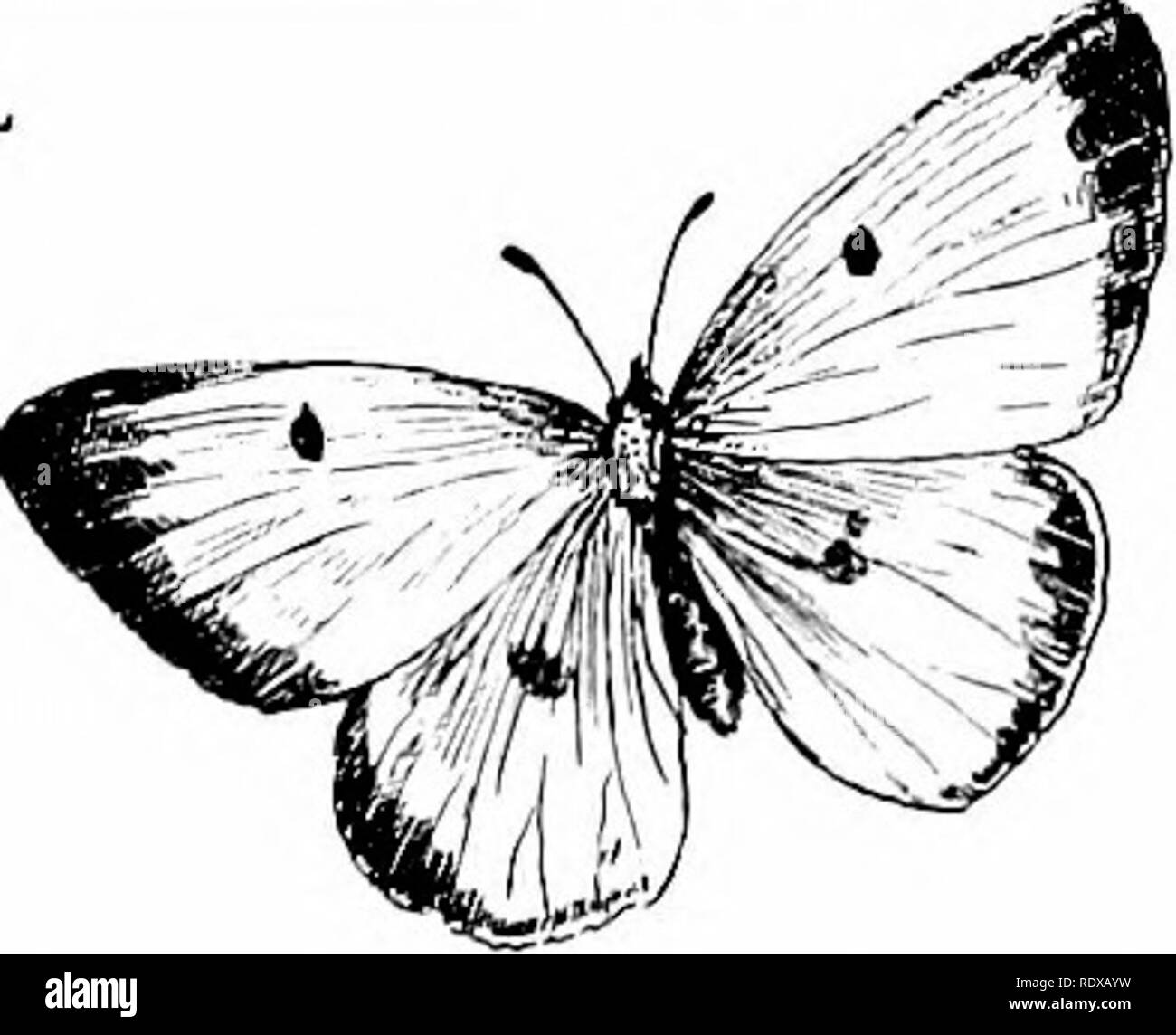 . Vertraute Funktionen von der Straße; die Blumen, Büsche, Vögel und Insekten. Natural History. 1. Ww"~* 9 fe d^^ itSlL-"^^^^^ Ite IL "MrA" iliiiii^^|y^^:. vii; % Â"' im ^^W^-II^ -:: 3c: "^5 Â"' ** W5l'^â, y^^ m'â â â^: Ich'. - '''Â', â'â¢" JiioaSSlk^^^^^^^W^H^1^^"&gt;Â"* v-â Cv =^^ Ai^^^^^^^L^ '^' t^ttEii, ich^^^; Â" --'' LP_" â'Â'â'^BIG INDIAN, Catskill Mountains, ULSTER CO., N.Y., gelben Schmetterling, COLIAS PHILODICE.. Bitte beachten Sie, dass diese Bilder aus gescannten Seite Bilder, die digital für die Lesbarkeit verbessert haben mögen - Colorati extrahiert werden Stockfoto