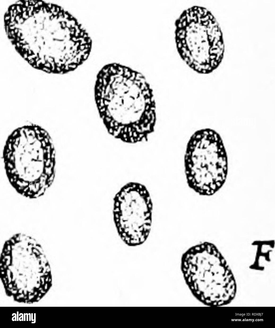 . Protozoo?. Protozoen; Protozoen, Pathogenen. Entameba histolytica. (Nach Craig.) A, Organismus, Stangen und Granulat von chro-Matin im Zellkern, ein 'acuole mit einigen Flecken Stoff und dichte Ektoplasma; B, das Chromatin der Kern in die Zelle Keimplasma, wo es als distiibuted chromidia, in C abgebildet; D, Aggregation von chromidia zu bilden sekundäre Kerne (siehe Abb. 51, von Amöben limax); E, "spore Formation "durch Knospung; F, Sporen von Entameba histolytica wie in Fäkalien gesehen. chromidia (chromidia), die in Massen an der Peripherie sammeln, und diese Massen, mit einigen Zyto Stockfoto