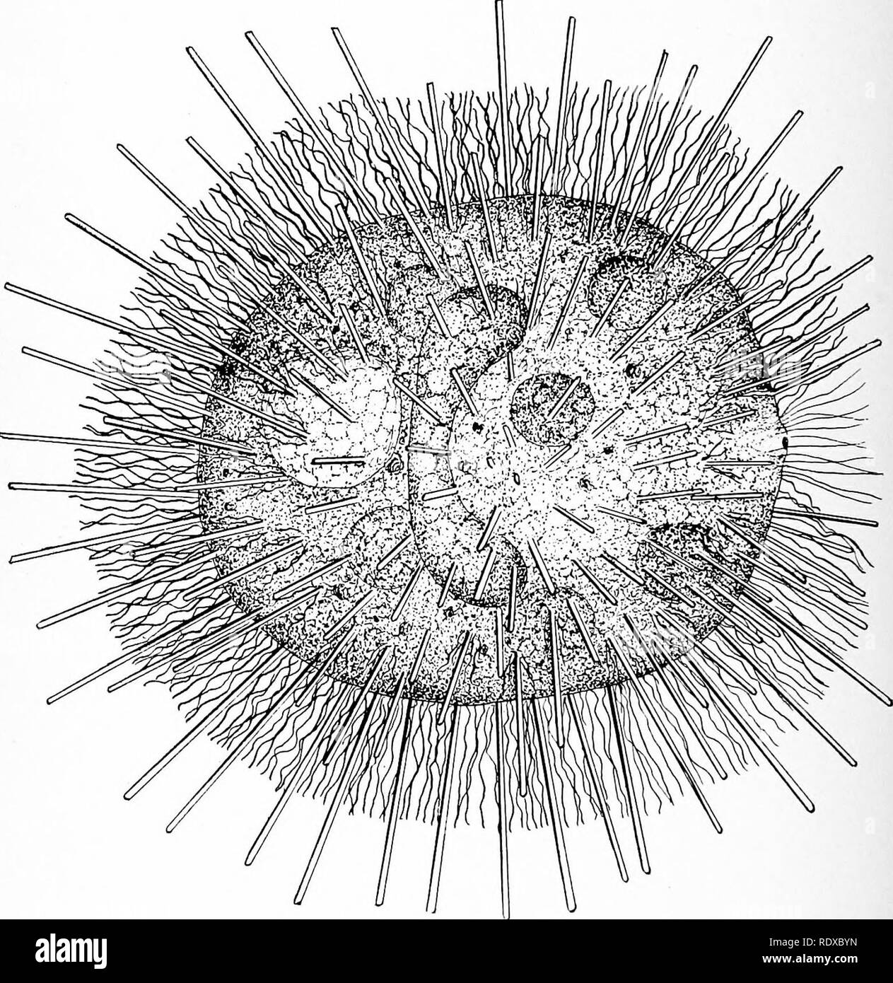 . Protozoo?. Protozoen; Protozoen, Pathogenen. 76 PHYSIOLOGISCHEN AKTIVITÄTEN DER PROTOZOEN, die Beute, die dann sogar ohne die formahty der Beförderung ist in der Schale der Fänger (Abb. verdaut. 23). Andere rhizopods, als Amöben, werfen pseudopodia unter der Anregung der Hauch von einigen anderen lebenden Tieres oder einer Pflanze. Diese. Actinobolus radiants mit Tentakeln teilweise zurückgezogen und lialterias witli fünf eingenommen; Schwimmen. {.- Vfter Stollen.) Surround Opfer, die häufig nicht beginnen zu kämpfen, bis in einer Wand aus Protoplasma, aus dem es nur selten entgeht ensheathed. Große ani Stockfoto