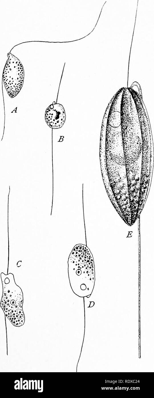 . Protozoo?. Protozoen; Protozoen, Pathogenen. Stamm PROTOZOEN 43 ein Ende als gezogene Flagellum und bilden eine definitive Naht auf einer Seite der Zelle Körper (trypanoplasma). Diese Naht in Trypanophis grobheni wird ein undulating Membrane, während in dem Namen Trypanosoma Abb. 15. Frei lebende Flagellaten mit Unterkante flagellum, (nach Stollen.?..) 4, C, D, Bodo caudatus, Stein; B, Bodo globosus, Stein; E, Ani. sonenia "porcelaine, Du und ich.. Bitte beachten Sie, dass diese Bilder aus gescannten Seite Bilder, die digital für die Lesbarkeit verbessert haben mögen - Färbung und Aussehen dieser Illustra extrahiert werden Stockfoto