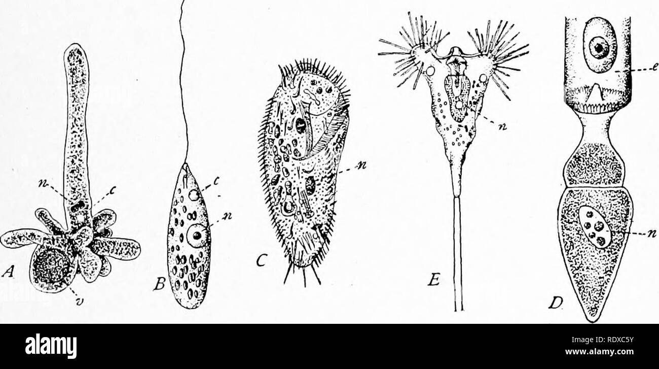 . Protozoo?. Protozoen; Protozoen, Pathogenen. T PPvOTOZOOLOGT CHAPTEE I. ALLGEMEINE ORGANISATION DER PROTOZOEN. Ein PROTOZOON ist ein primitiver tierischen Organismus in der Regel aus einer einzigen Zelle, deren Protoplasma unter viele frei lebende Zellen verteilt wird. Diese ihrer Art nach Geschäftsbereich reproduzieren, durch Knospung oder durch Sporenbildung, das Rennen so gebildet, das durch verschiedene Form ändert und das protoplasma durch die verschiedenen Phasen der Vitalität konzertstücke Spinout-aktivität als Life Cycle bekannt.^ Abb. 1. Arten von Protozoen. A, Ameba Proteus, einen rhizopod (nach Stollen); B, Peranema trichoph-orum, ein flagel Stockfoto
