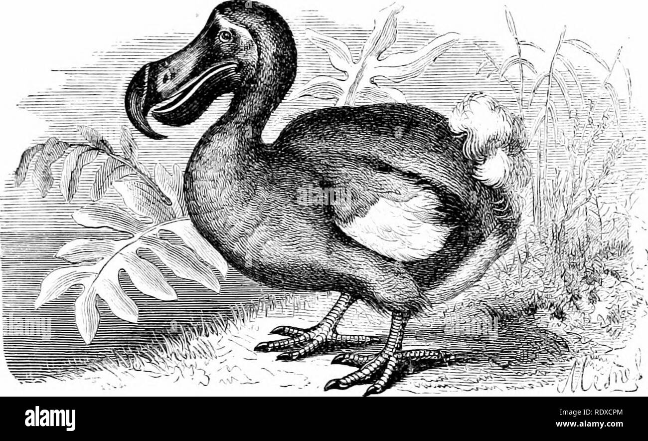 . Reptilien und Vögel: Eine beliebte Berücksichtigung ihrer verschiedenen Bestellungen: mit einer Beschreibung der Gewohnheiten und die Wirtschaft der am meisten interessant. Vögel und Reptilien. Der Dodo. 397 Der wliicii müssen wirklich gewaltig gewesen. Eines der Eier wurde tliese eqiial auf mindestens sechs Eier von Strauß, und seine capacitj' mehr als 15 Pints. M. Isidore Geoff "roj^ de Saint-Hilaire, der ihr den Namen der Epiornis, gerechnet, dass seine Höhe nicht weniger als zehn oder zwölf Fuß gab. 1867 j M. Joh', Professor der Fakultät für Wissenschaften an. IL, "L" i Abb. 16 S. - Die Dodu (DiJtcs uuptiis, Linii.). Toulouse, veröffentlichte einige sehr Stockfoto