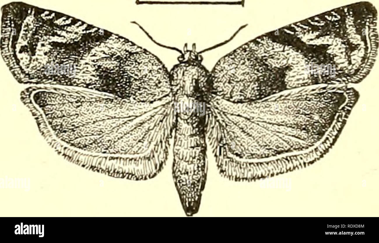 . Ökonomische Entomologie für den Landwirt und Winzer [microform]: und für die Verwendung als Text-Buch in der landwirtschaftlichen Schulen und Hochschulen. Nützliche Insekten. Teras minuta.-a, Larve, Puppe; b; Motte; rf, Fall auf Apple-Blatt. Abb. 368.. Rhopobota vacciniana. Mehr oder weniger offensichtlichen Schulter auf dem vorderen Rand. Diese Flügel sind gehalten Dach - wie die Kanten Überschneidungen nur ein wenig in der Mitte der Rückseite, und die gemäßigten oder kleinen Hinterflügel verbergen. Ihre Farben sind häufig hell und Con-trasting, während in anderen Fällen sind sie einheitlich sind und düster, die gesamte Insekt unauffällig und Stockfoto