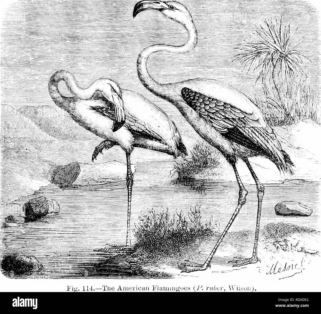 . Reptilien und Vögel: Eine beliebte Berücksichtigung ihrer verschiedenen Bestellungen: mit einer Beschreibung der Gewohnheiten und die Wirtschaft der am meisten interessant. Vögel und Reptilien. Das Flamingo. 317 Die Palmidactyles haben Sie den vorderen Zehen united hj eine große Membran; die Hinterbeine Zehe ist nicht vorhanden, oder ist sehr klein; die Beine sind sehr lang und glatt; von ihren Schwimmhäuten Sie können die ajjpear PalmipeJes zu gehören, aber die Anordnung ihrer Zehen ist anderes und consti- Tutes sie am meisten auffallend Charakteristisch für die Reihenfolge der AYaders. Die Fea^ iingo ist einer der am meisten neugierig des Stammes der Watvögel. Der ra. o Stockfoto