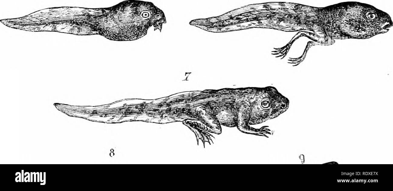 . Reptilien und Vögel: Eine beliebte Berücksichtigung ihrer verschiedenen Bestellungen: mit einer Beschreibung der Gewohnheiten und die Wirtschaft der am meisten interessant. Vögel und Reptilien. 22 BATEACHIANS. Und nicht mehr essen. Um sich vor der Kälte schützen, sie selbst tief im Schlamm begraben: die Truppen von Ihnen gemeinsam an den gleichen Ort. So versteckte, übergeben Sie den Winter in einem Zustand der Erstarrung; manchmal die Kälte friert ihre Körper, ohne sie zu töten. Dieser Zustand der Erstarrung gibt vraj in den ersten Tagen des Frühlings. Während des Monats März, Frösche fangen an zu wachen und sie zu bewegen - selbst; dies ist tlieir Zucht se Stockfoto