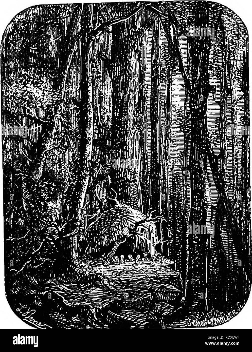 . Die Abenteuer eines Jungen Naturforscher. Natural History. 54 DIE ABENTEUER DER weint. Sie sprang aus dem Zweig mit den meisten außergewöhnlichen disreg 3, rd, um die Entfernung zu verzweigen. Wir haben festgestellt, dass Sie nach einem anderen laufen, Mal oben, mal unten auf die flexibelste Zweigen. Sie zogen sich wie Idioten, manchmal plötzlich anhalten und chmbing ein Baum, es nur wieder zu steigen. Wenn auf dem Boden, sie setzte sich auf ihren Hinterbeinen, mit ihren Vorderpfoten wie Hände, ihre Nasen mit so einem komischen Luft rieb, dass Lucien nicht helfen konnte laut Sprechen seines admirat auszudrücken Stockfoto