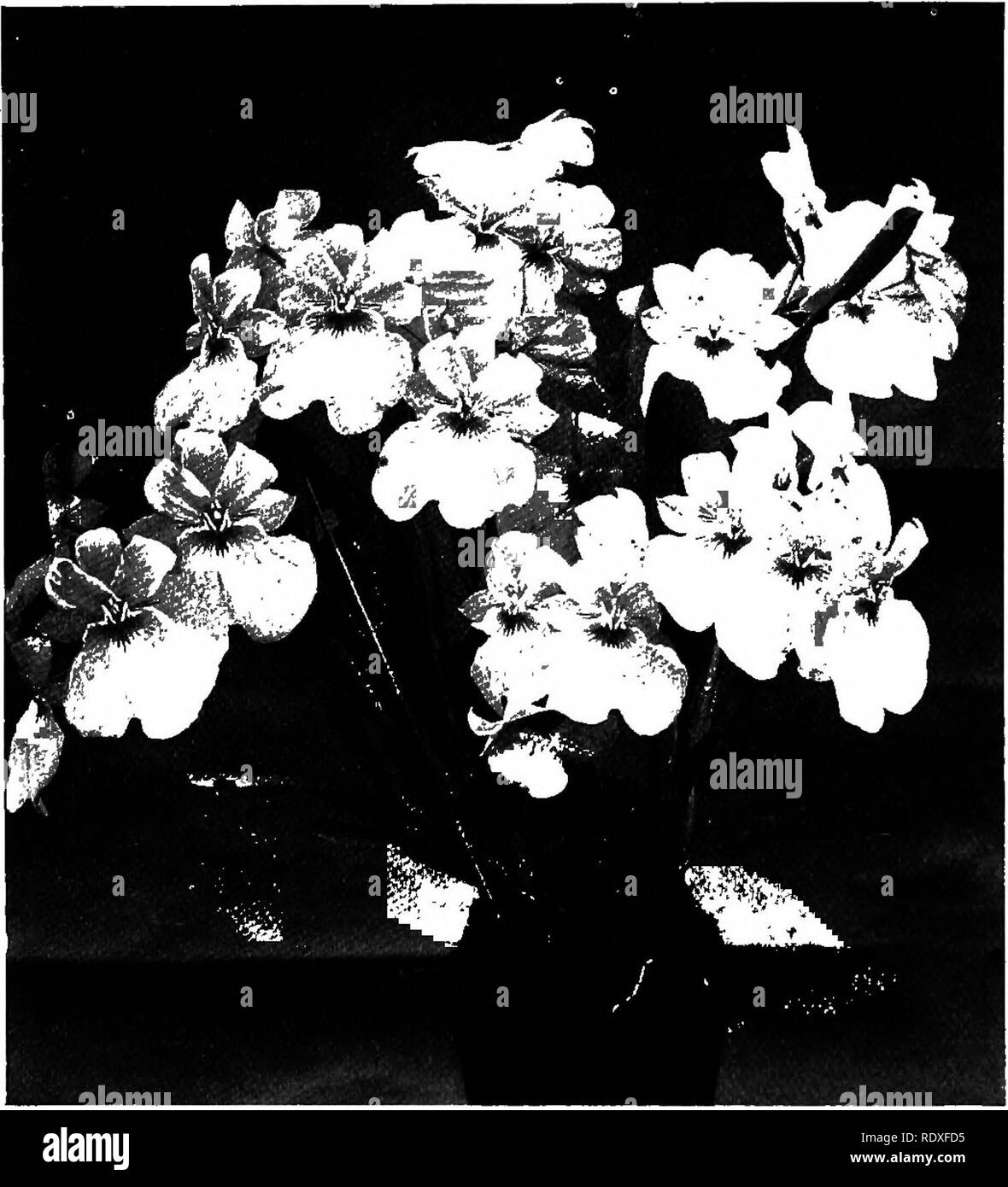 . Das Buch der Gartenarbeit; ein Handbuch der Gartenbau. Gartenbau, Gartenbau. 608 DAS BUCH DER Gartenarbeit. Schomburgkia. - Diese scheu sind - blühende Pflanzen, die eine Position in der Nähe der Dach-Glas in der CATTLEYA - Haus. Sie sind schöne Orchideen, und wenn sie es könnten induzierten zu Blume satis - factorily würde generell angebaut werden. Sobralia. - Diese Gattung hat Bambus - wie Wucherungen, von der Spitze der, die, wenn sie voll ausgereift sind Cattleya - Blumen in unterschiedlichen Farben hergestellt. Die kühle intermediate Haus zu Ihnen passt. Abb. 389.- MlLTONIA VKXILLARIA. Gut. Die Topferde umsetzen erforderlich ist eine Mischung aus Torf, Fib Stockfoto