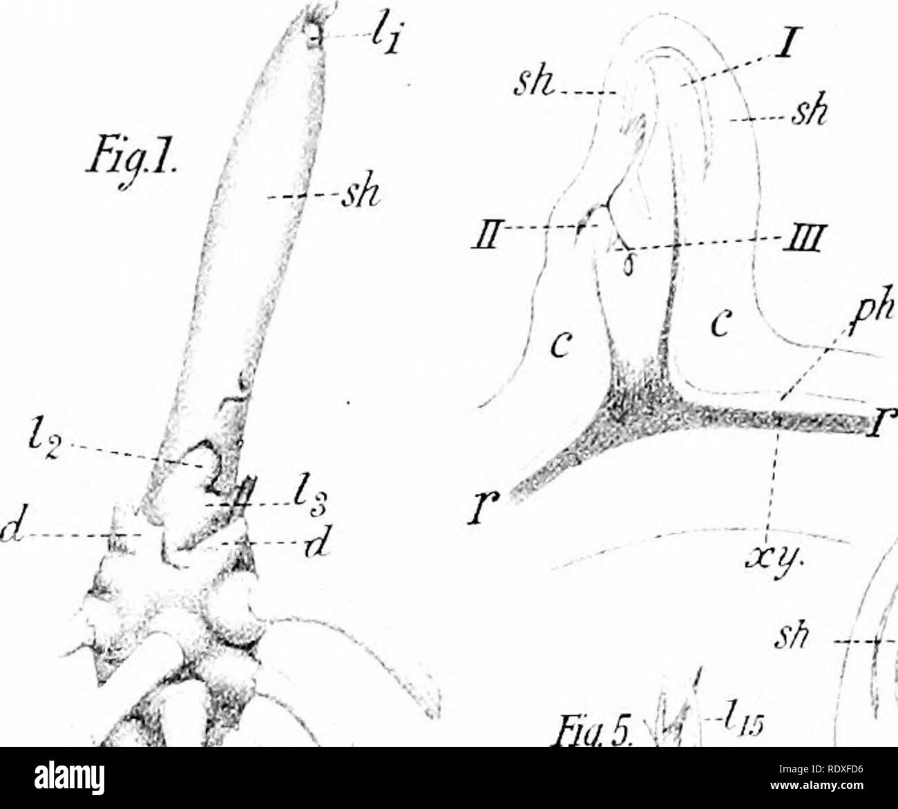 . Der Ursprung der ein Land, Flora, eine Theorie über die Fakten der Alternierung. Anlage Morphologie. Fjq. l .. Fiq. 3. [11: ICH. * V wenn Ey.5.-die Mfh' | Wenn' s^. Bitte beachten Sie, dass diese Bilder sind von der gescannten Seite Bilder, die digital für die Lesbarkeit verbessert haben mögen - Färbung und Aussehen dieser Abbildungen können nicht perfekt dem Original ähneln. extrahiert. Bower, F. O. (Frederick Orpen), 1855-1948. London, Macmillan und Co., Ltd. Stockfoto