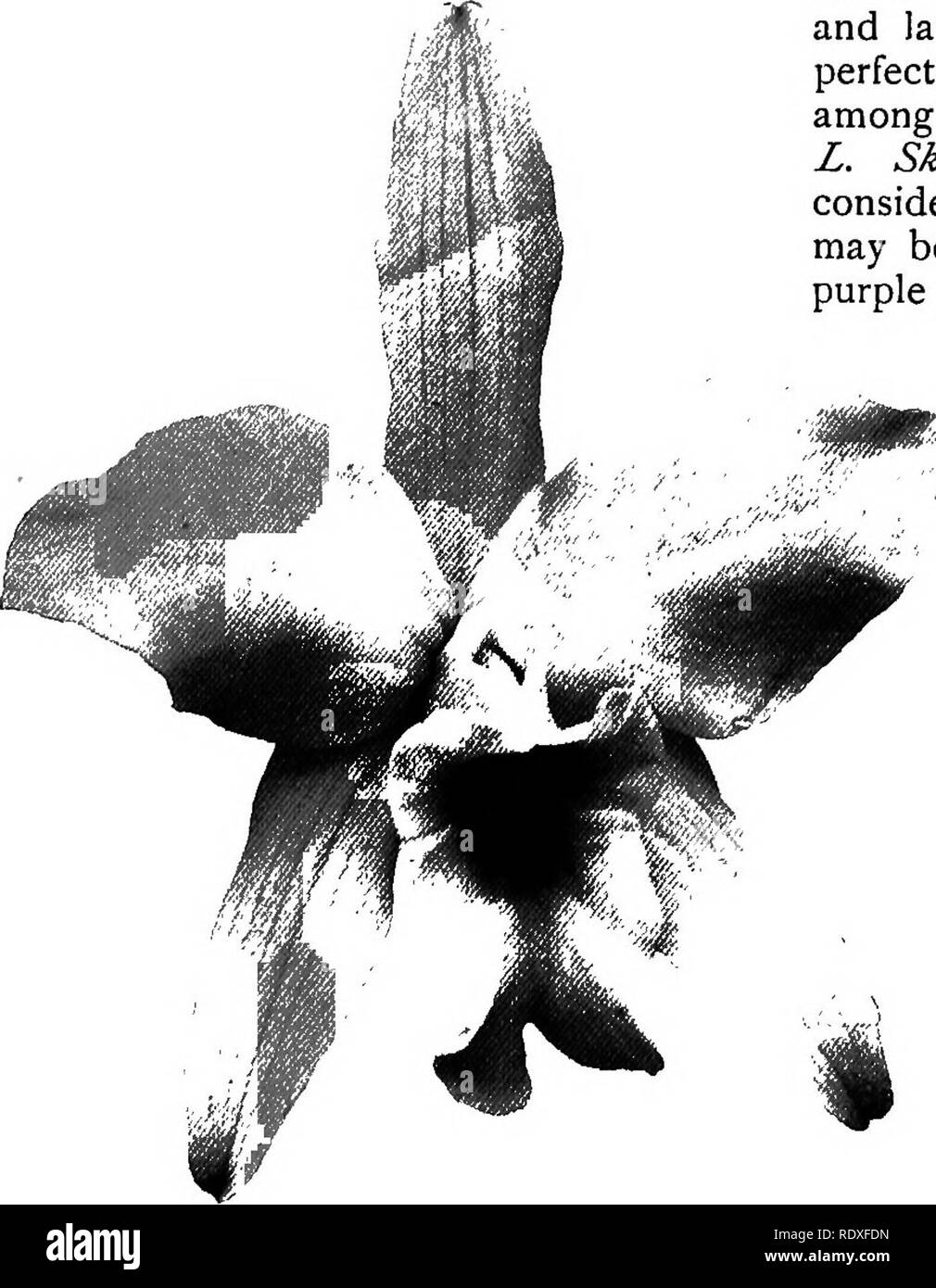 . Das Buch der Gartenarbeit; ein Handbuch der Gartenbau. Gartenbau, Gartenbau. 604 DAS BUCH DER GARTENARBEIT. ähnliche Behandlung empfohlen für Cattleyas. L.-C. Thorntonii (Abb. 387) wird von der Gaskelliana intercrossing von C. und L. Digbyana abgeleitet. Die charakteristische Fringe rund um die Lippe in der zuletzt genannten Arten ist in geringerem Maße auf die Nachkommen vererbt. Diese Mischlinge sind sehr verschieden, und zählen zu den teuersten der Cattleya Familie von Hybriden. Lycaste. - Dies ist eine sehr nützliche, abwechslungsreiche und schöne Gattung von Pflanzen, geeignet für kühle intermediate Haus der Kultur. Sie f Stockfoto