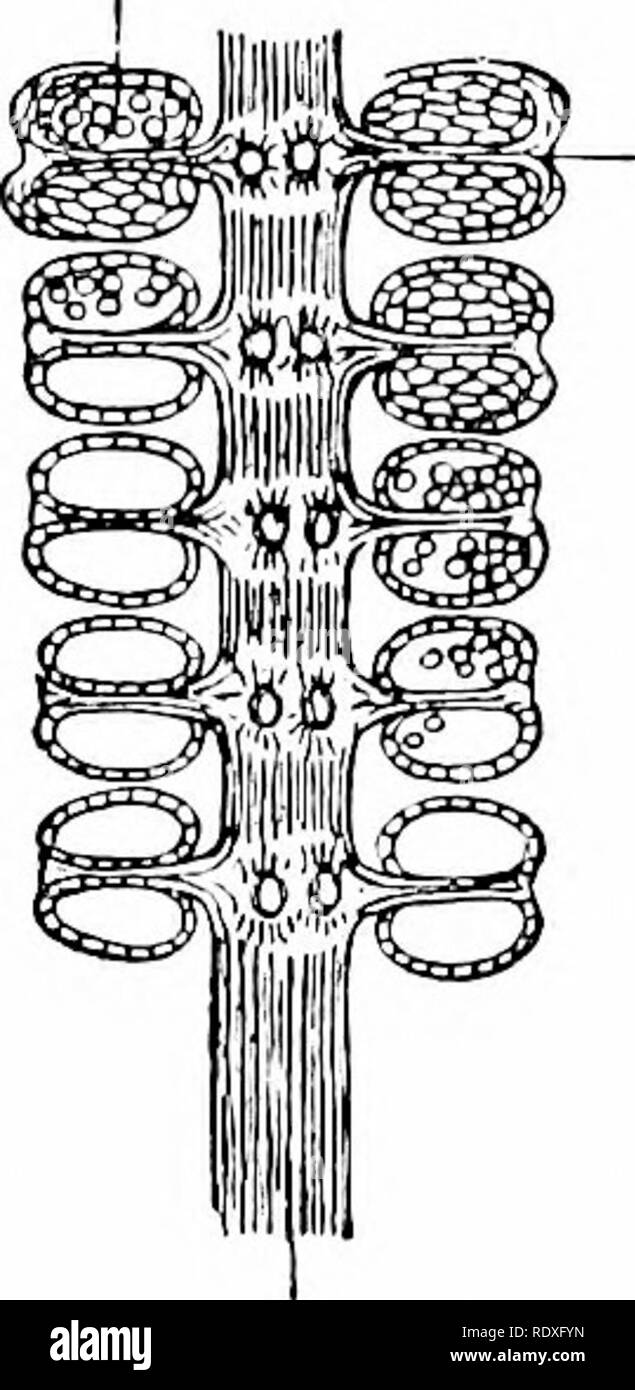 . Der Ursprung der ein Land, Flora, eine Theorie über die Fakten der Alternierung. Anlage Morphologie. 37^EOUISETALES. In der Tat ist zu erkennen, dass es die Hüllblätter, "die Tendenz, die Anzahl der Hautanhangsgebilde in jedem Wirtel zu vermehren scheint gewesen zu sein. Bitte beachten Sie, dass diese Bilder sind von der gescannten Seite Bilder, die digital für die Lesbarkeit verbessert haben mögen - Färbung und Aussehen dieser Abbildungen können nicht perfekt dem Original ähneln. extrahiert. Bower, F. O. (Frederick Orpen), 1855-1948. London, Macmillan und Co., Ltd. Stockfoto