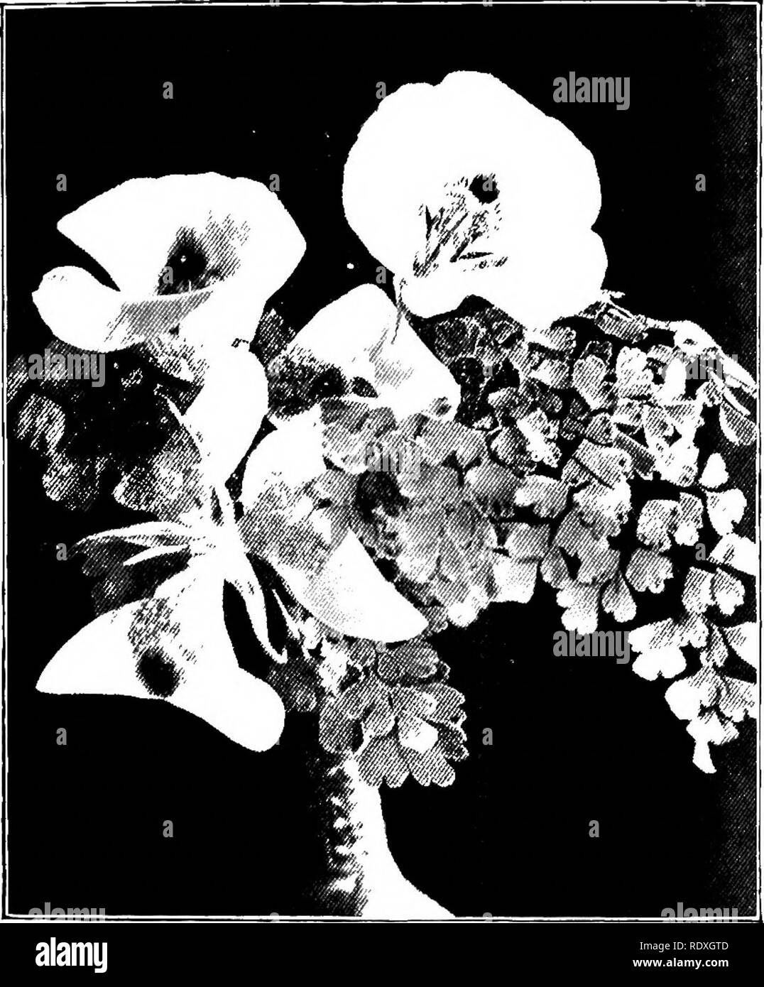 . Das Buch der Gartenarbeit; ein Handbuch der Gartenbau. Gartenbau, Gartenbau. Auf HARDY Zwiebeln und Knollen. 319 gut durch beliebige oder alle der C. venustus Formen (Abb. dargestellt werden. 19 s), aber vor allem durch 'und oculalus; c. Luteus Weedii, orange-gelb, und var. concolor, reich Gelb;. Abb. 195.- calochortus Venustus. C. Nuttallii, weiß, mit schwarzen Auge; c. Kennedyt, Scarlet; c. Plummera, weiche Lila; c. davatus, helle Golden-gelb; und c. Gunisoni, weiß, mit grünlichen Zone. Camassia esculenta (Abb. 196) ist der einzige beliebte Mitglied der Gattung in der Hardy lampe Garten, obwohl C. Cusickii Stockfoto