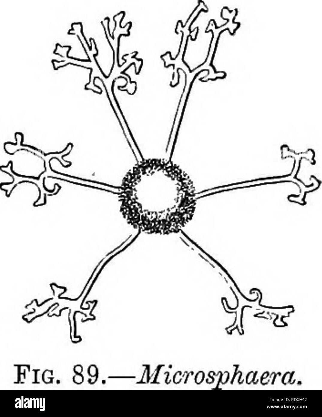 . Einführung in das Studium der Pilze; ihre organography, Klassifizierung und Verteilung, für die Verwendung von Sammlern. Pilze. Uncinula.. Bitte beachten Sie, dass diese Bilder sind von der gescannten Seite Bilder, die digital für die Lesbarkeit verbessert haben mögen - Färbung und Aussehen dieser Abbildungen können nicht perfekt dem Original ähneln. extrahiert. Cooke, M. C. (Mordecai Cubitt), b. 1825. London, A. und C. Schwarz Stockfoto