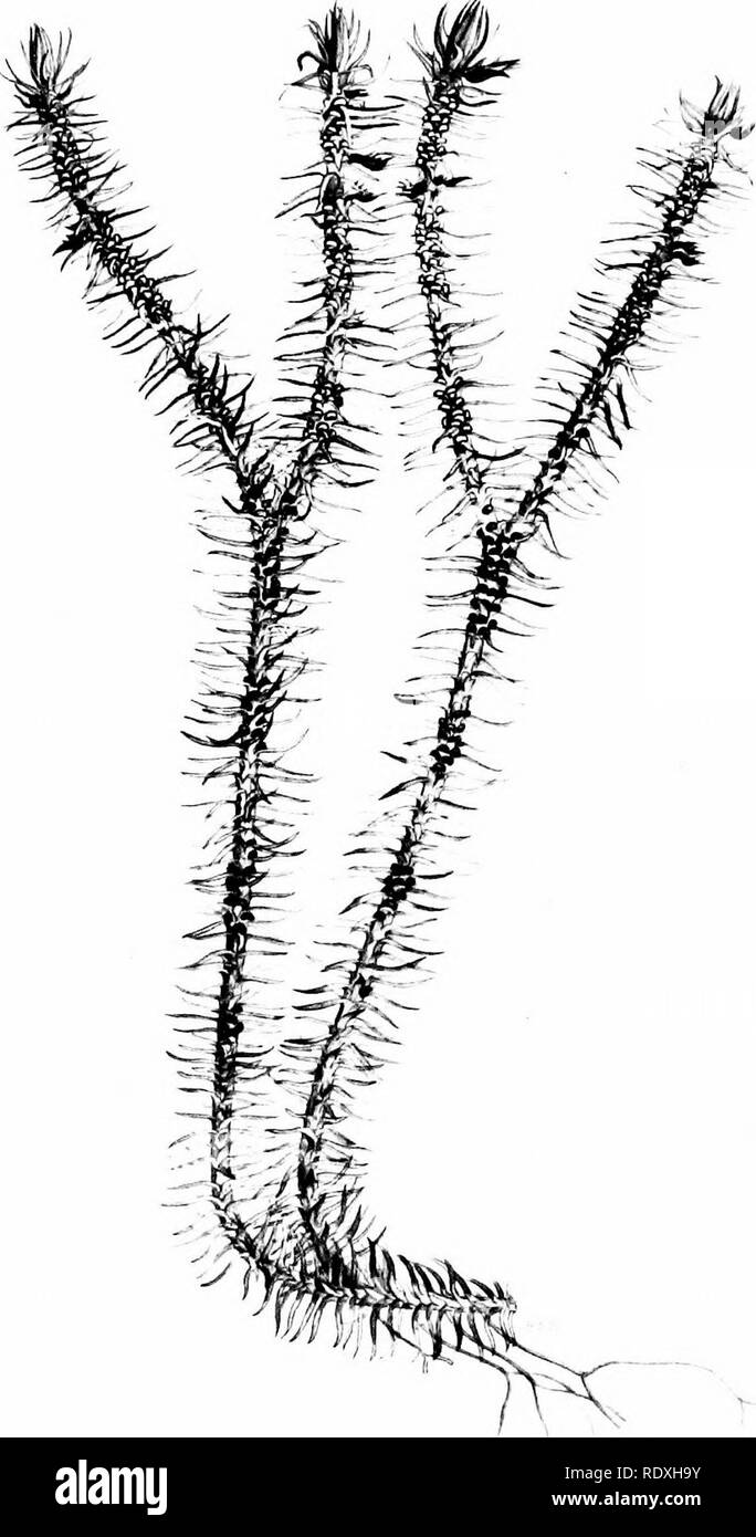 . Der Ursprung der ein Land, Flora, eine Theorie über die Fakten der Alternierung. Anlage Morphologie. LYCOPOD I U M, SELA CO, L. y-. Bitte beachten Sie, dass diese Bilder sind von der gescannten Seite Bilder, die digital für die Lesbarkeit verbessert haben mögen - Färbung und Aussehen dieser Abbildungen können nicht perfekt dem Original ähneln. extrahiert. Bower, F. O. (Frederick Orpen), 1855-1948. London, Macmillan und Co., Ltd. Stockfoto