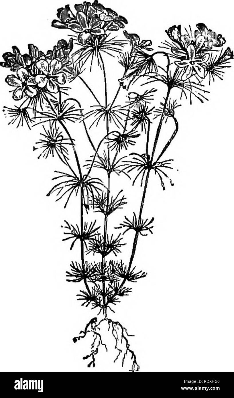 . Das Buch der Gartenarbeit; ein Handbuch der Gartenbau. Gartenbau, Gartenbau. 226 DAS BUCH DER GARTENARBEIT. Gestecke und Vasen. Große Massen in der Grenze oder kleine Betten dieser jährlichen Arten sind sehr wirksam. Gilias sind gay wenig Pflanzen, üppig mit Blumen verschiedener Schattierungen der Farbe bedeckt; sie sind sehr attraktiv, wenn sie in Massen in die Grenze gewachsen, und die Blumen für die Vase Arbeiten nützlich - Dauerhafte eine lange Zeit im Wasser; sie sind auch wertvolle Biene-Anlagen. Für den Frühling blühende Sorten sollte das Saatgut im Herbst gesät werden, während für Sommer und Herbst blühen, die beste Zeit zu säen ist in Richtung th Stockfoto