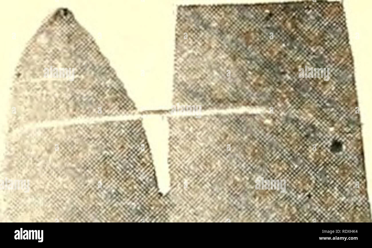 JECOMPRIS Butterfly Spreading Board - EVA Schaum Montageplatte Für Schmetterlingssammlung