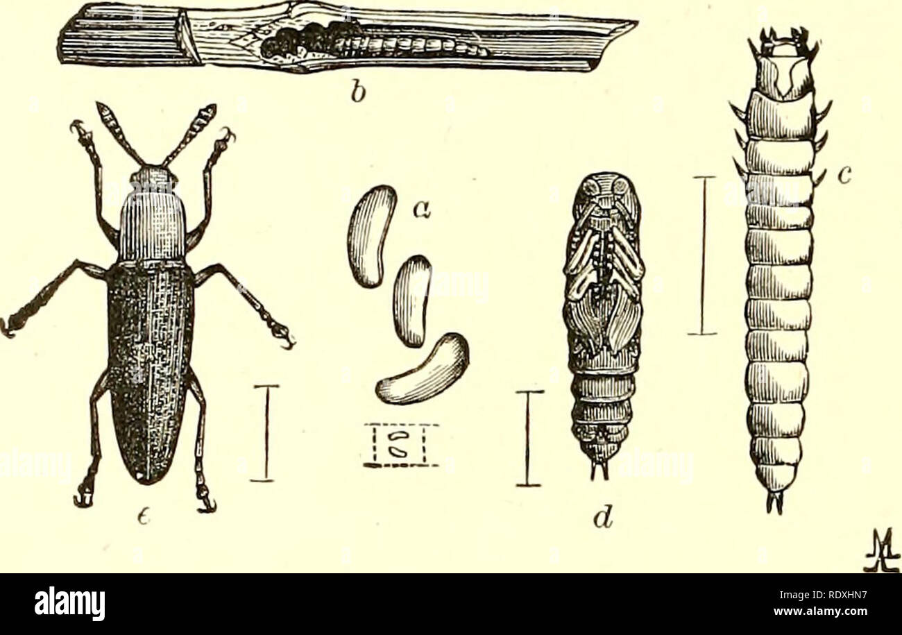 . Ökonomische Entomologie für den Landwirt und Winzer [microform]: und für die Verwendung als Text-Buch in der landwirtschaftlichen Schulen und Hochschulen. Nützliche Insekten. 176 Eine ökonomische Entomologie. Schwarz, während der thorax ist in der Regel mehr oder weniger Rot oder Gelb. Unsere gemeinsame Klee-Fütterung Arten ist L. mozardi. Es ist selten, dass jegliche Arten reichlich genug wird im Bild bemerkbar machen. 151.. Languria mozardi.-a, Ei; b, Larve im Klee Stammzellen; c, Larve, Puppe; d; e, Erwachsener. Jury; aber in Klee, wenn eine ausreichend große befallenen Bereich auftritt, prompt in der Nähe schneiden oder Wenden unter dem Sod am wirksamsten sein werden, Stockfoto